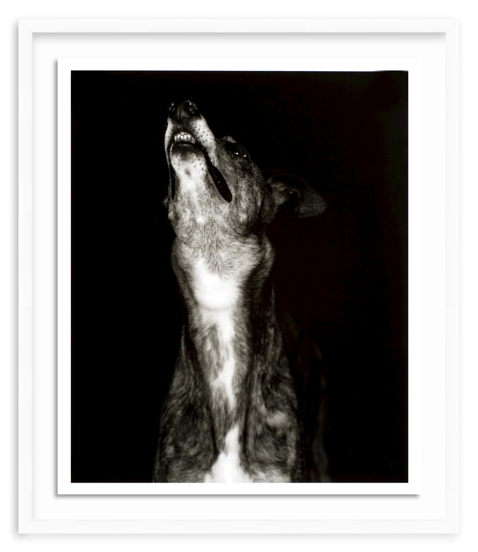 400214874709 - Galgo dos' print by Humberto Rivas Ribeiro