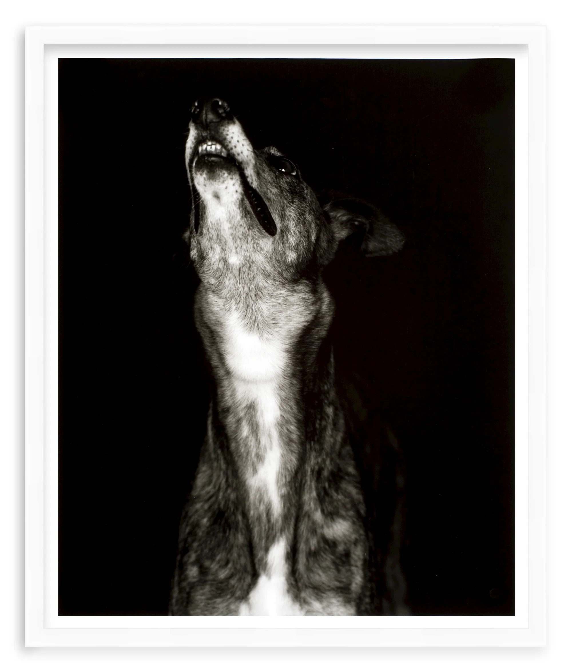 400214874709 - Galgo dos' print by Humberto Rivas Ribeiro - Image 2