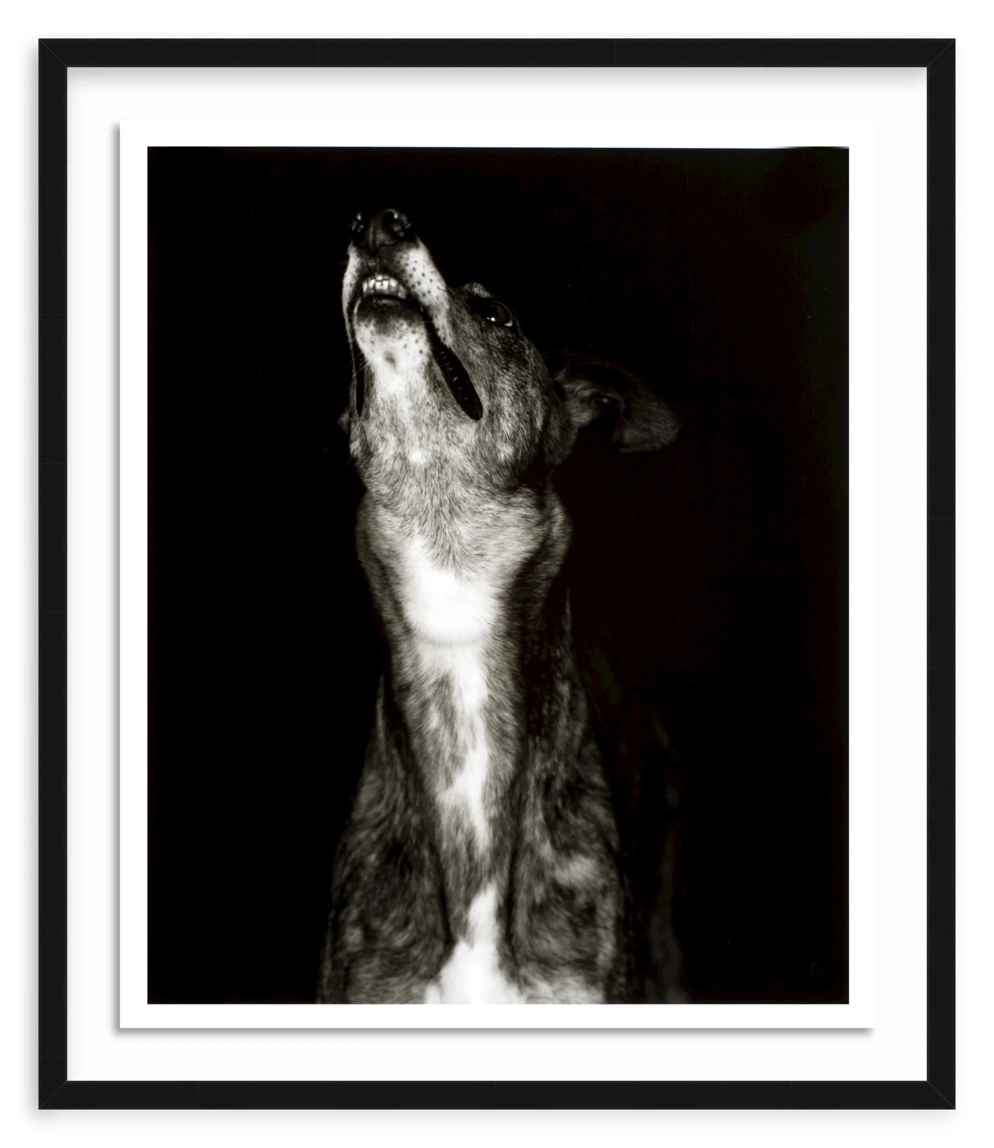 400214874709 - Galgo dos' print by Humberto Rivas Ribeiro - Image 3