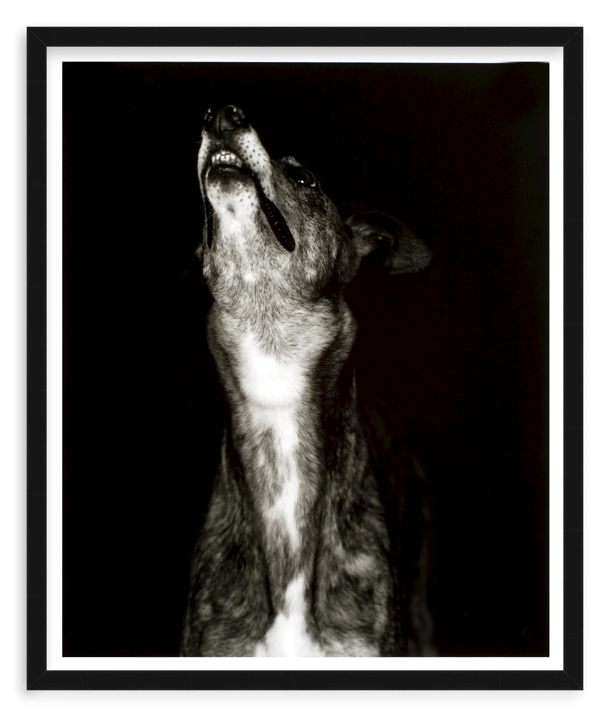 400214874709 - Galgo dos' print by Humberto Rivas Ribeiro - Image 4