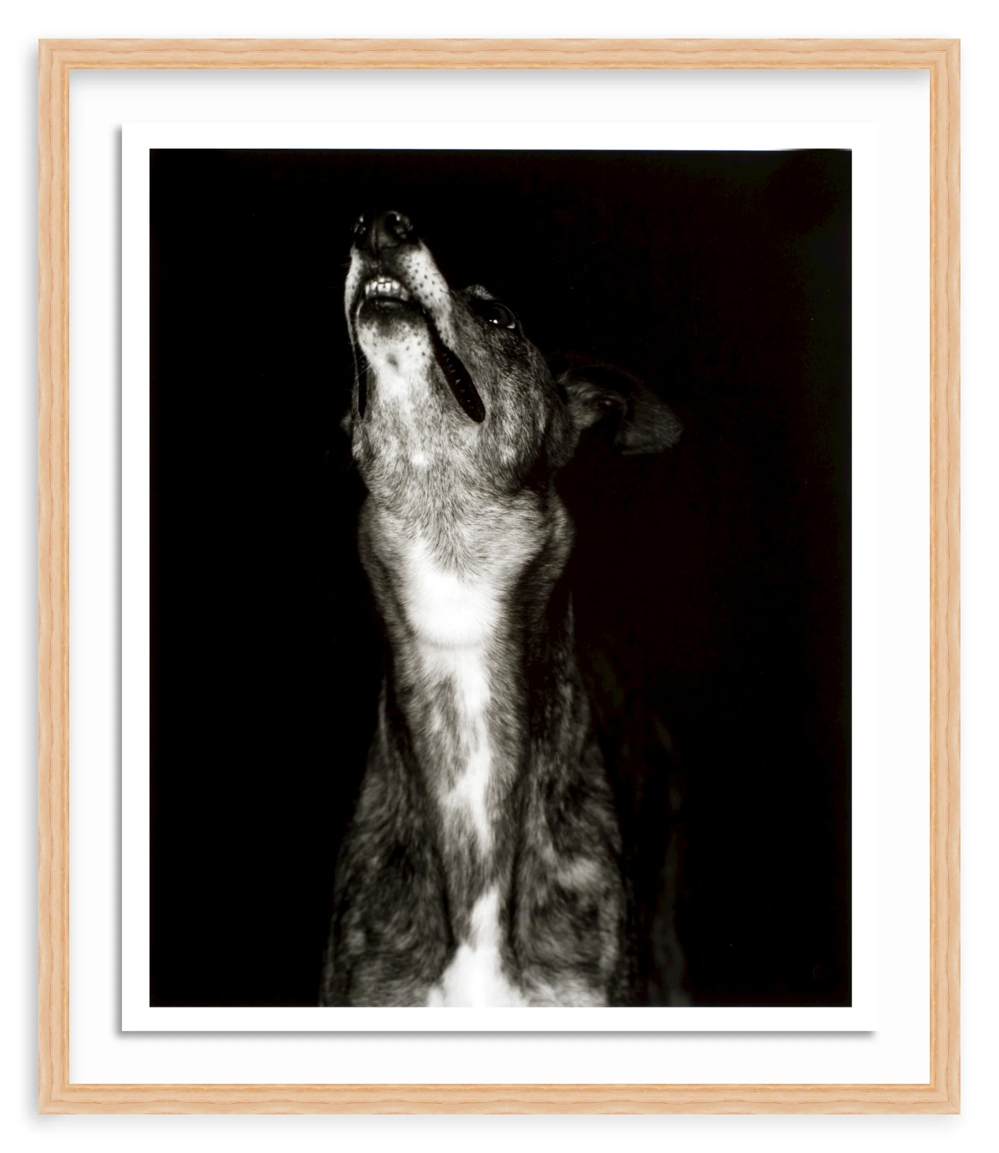 400214874709 - Galgo dos' print by Humberto Rivas Ribeiro - Image 5