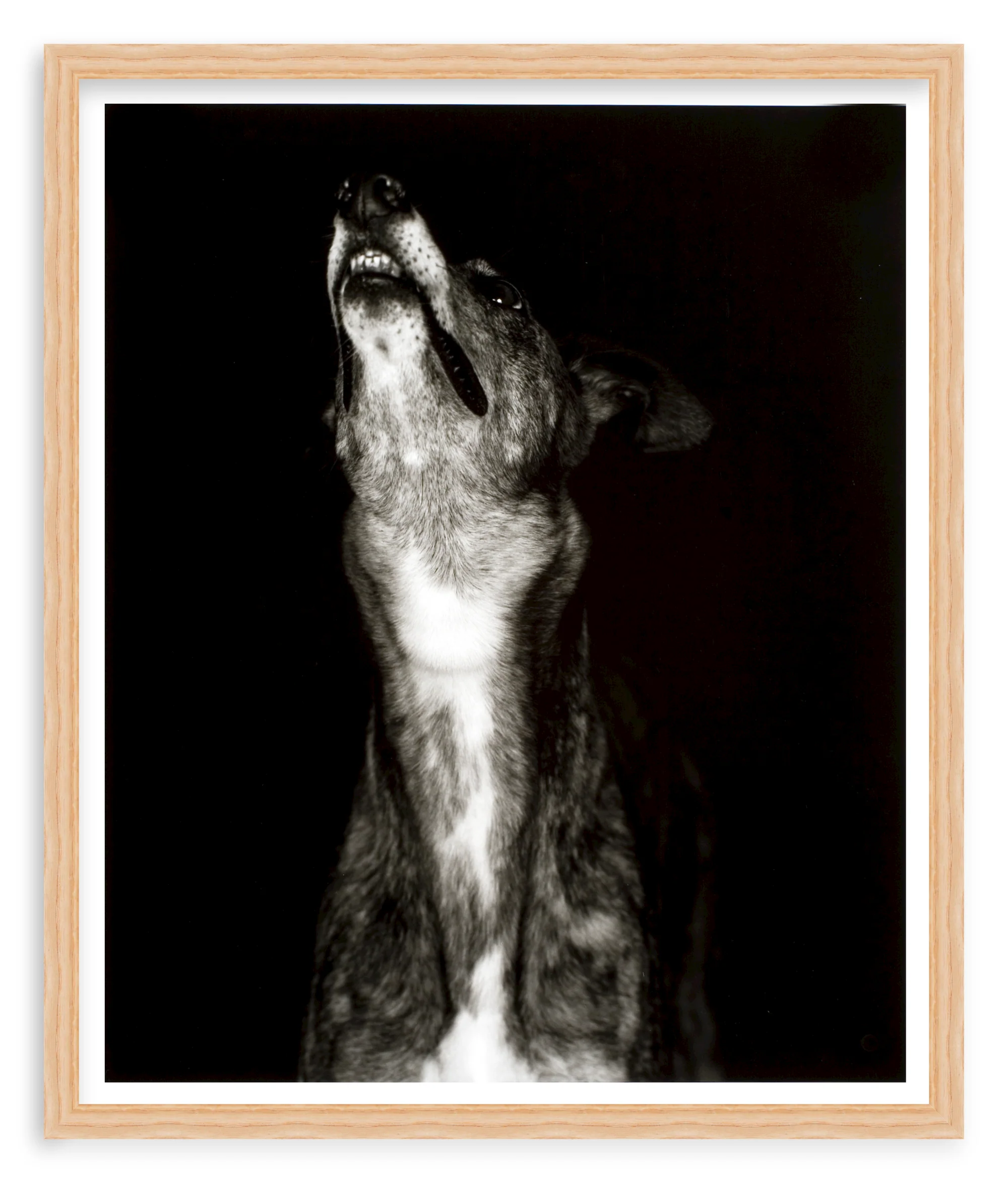 400214874709 - Galgo dos' print by Humberto Rivas Ribeiro - Image 6
