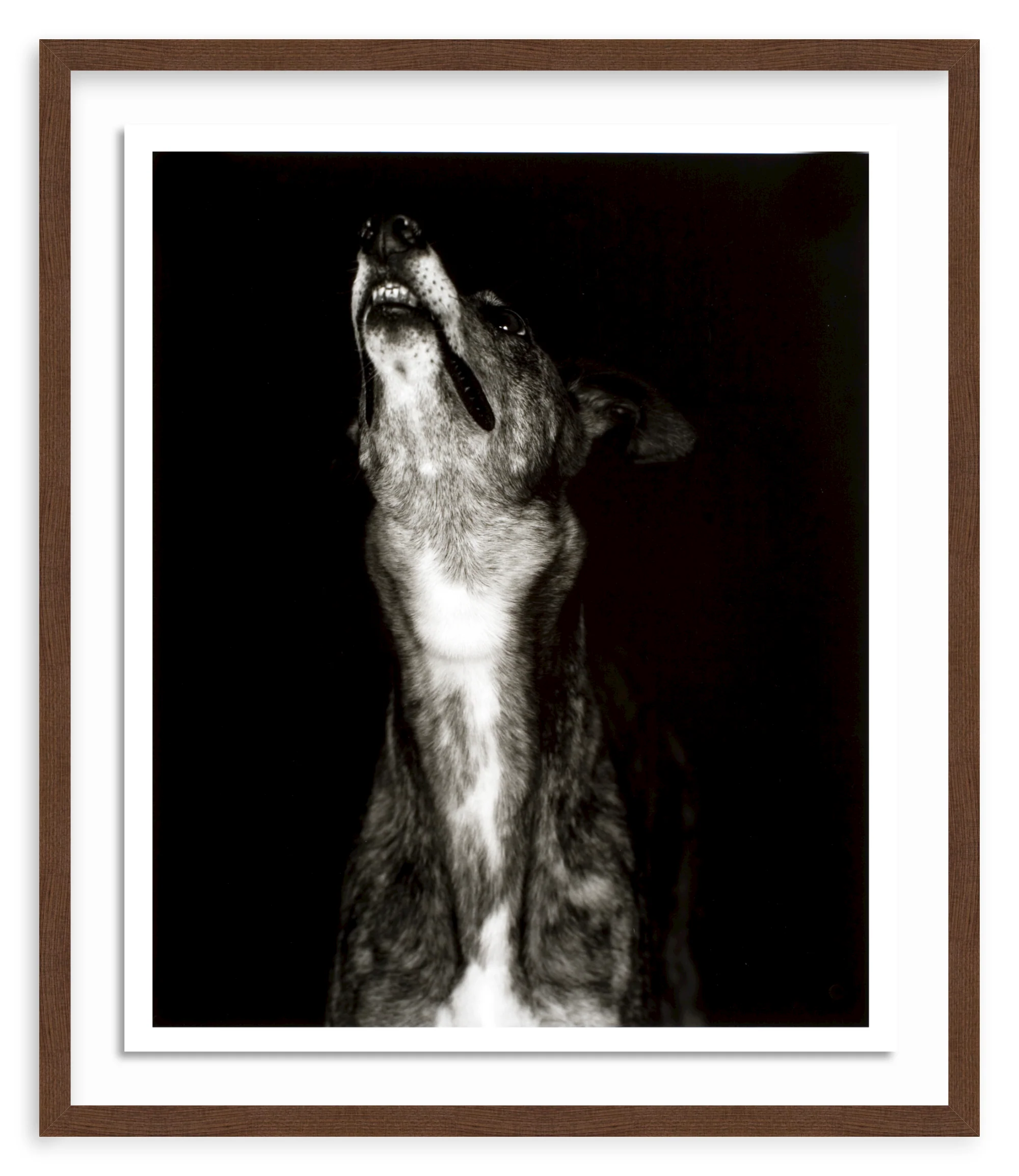 400214874709 - Galgo dos' print by Humberto Rivas Ribeiro - Image 7