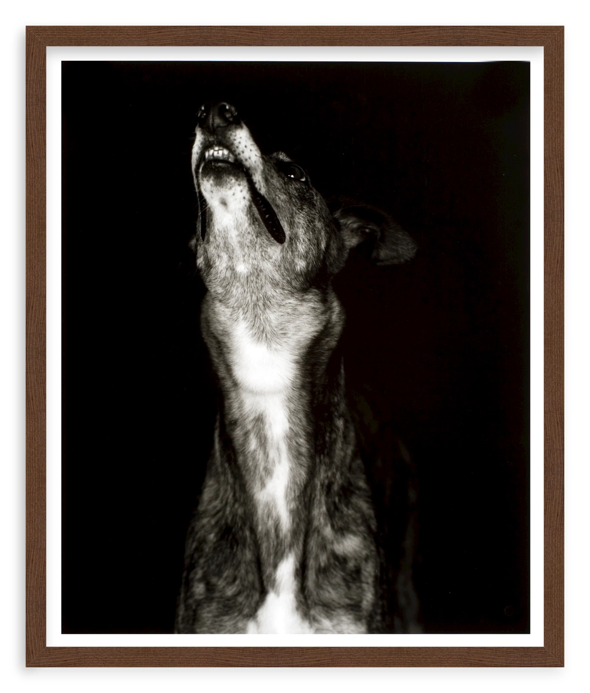 400214874709 - Galgo dos' print by Humberto Rivas Ribeiro - Image 8