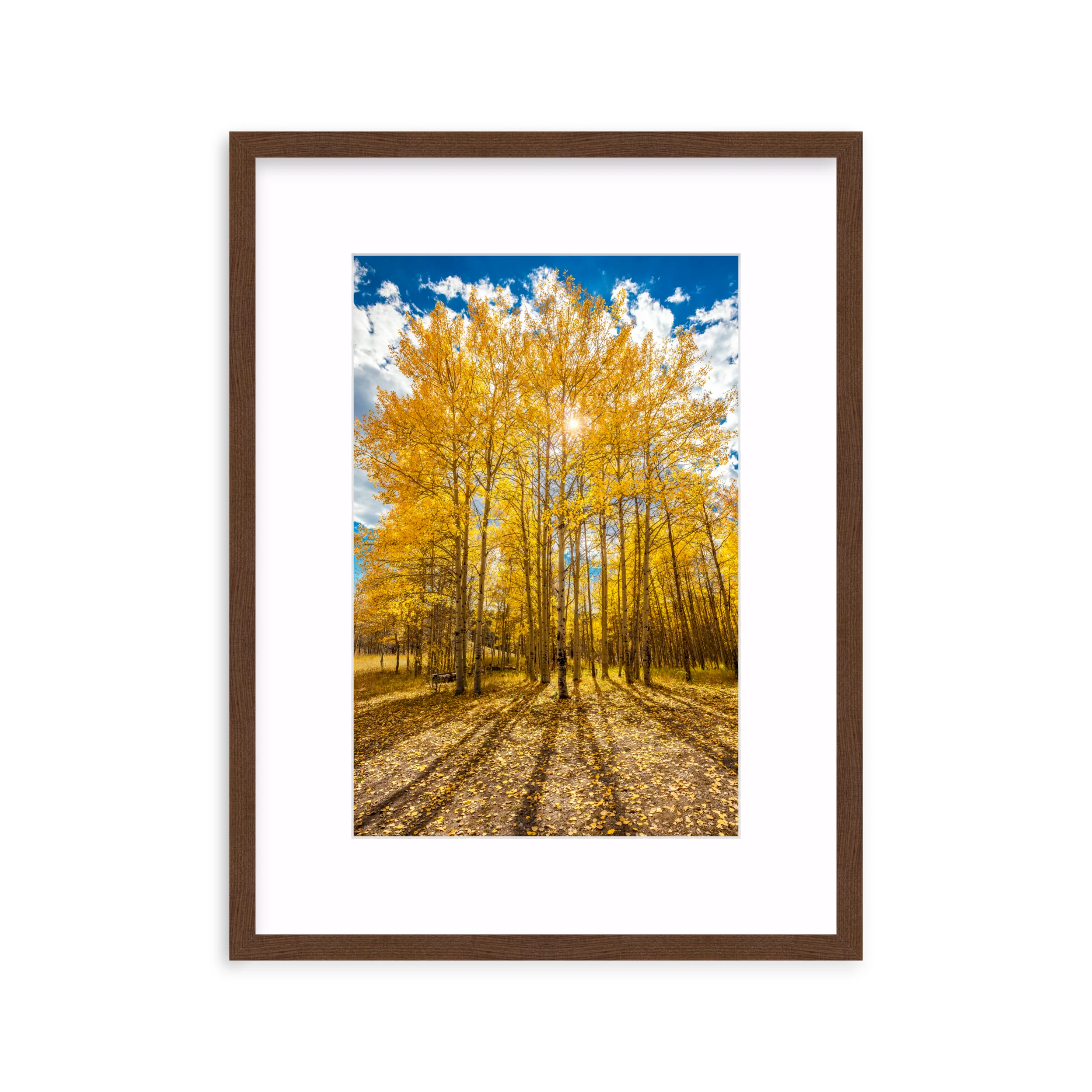 Aspen Shadows - Image 5