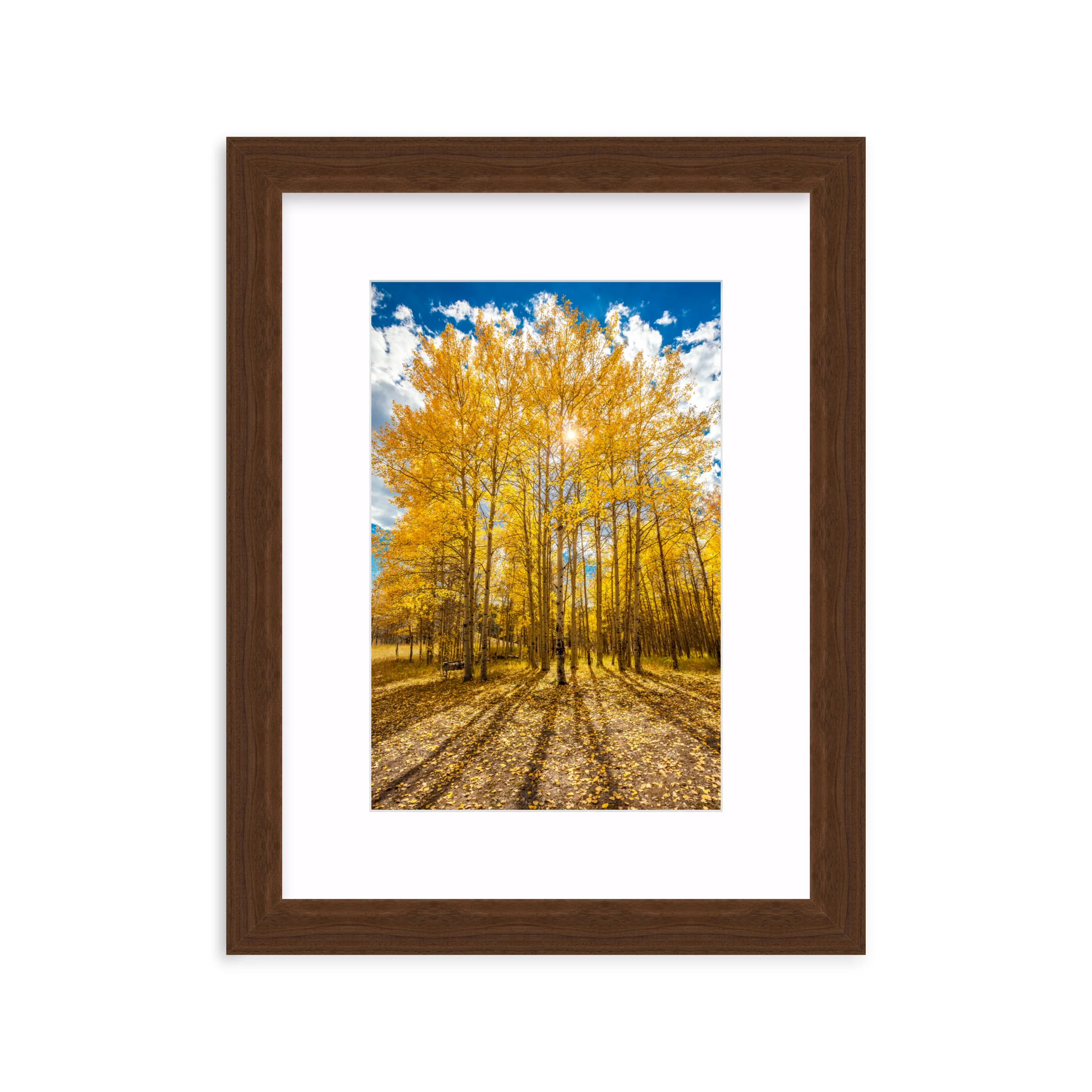 Aspen Shadows - Image 7