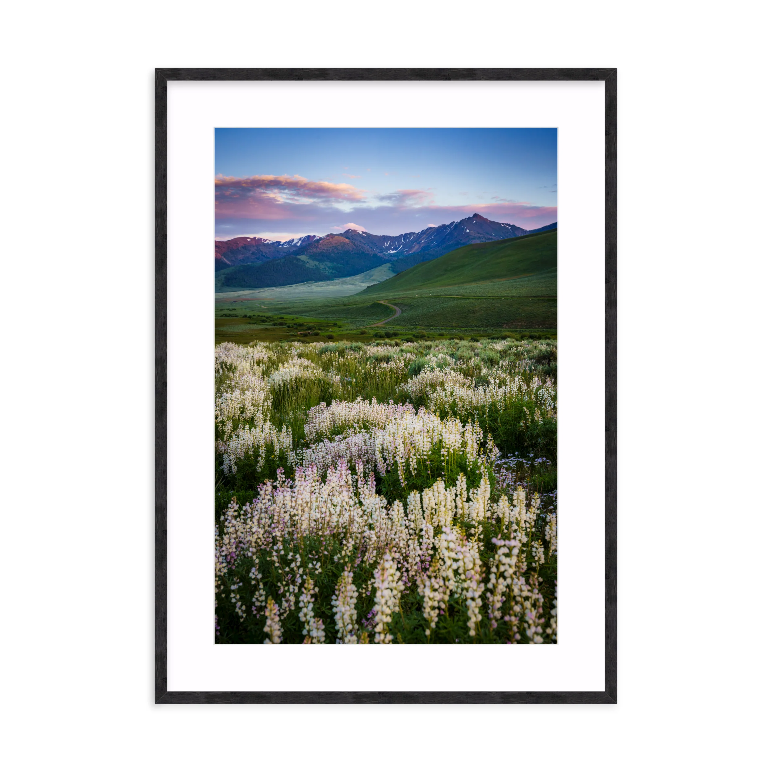 Basin Lupine - Image 11