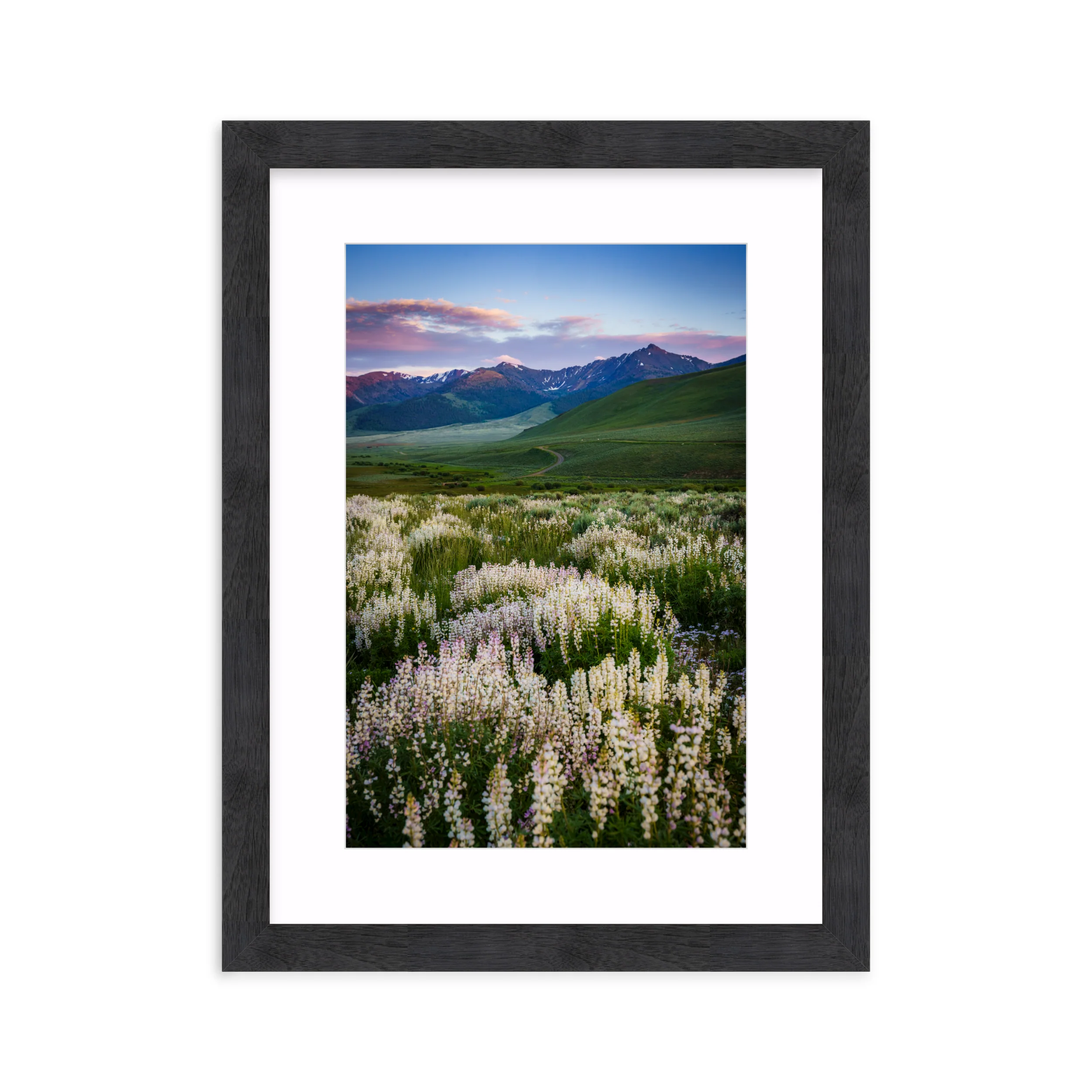 Basin Lupine - Image 15