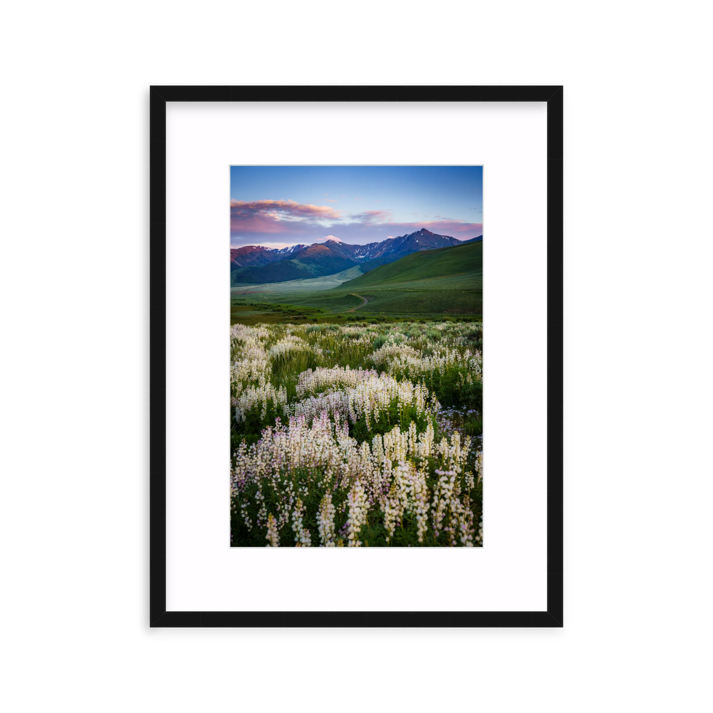 Basin Lupine - Image 3