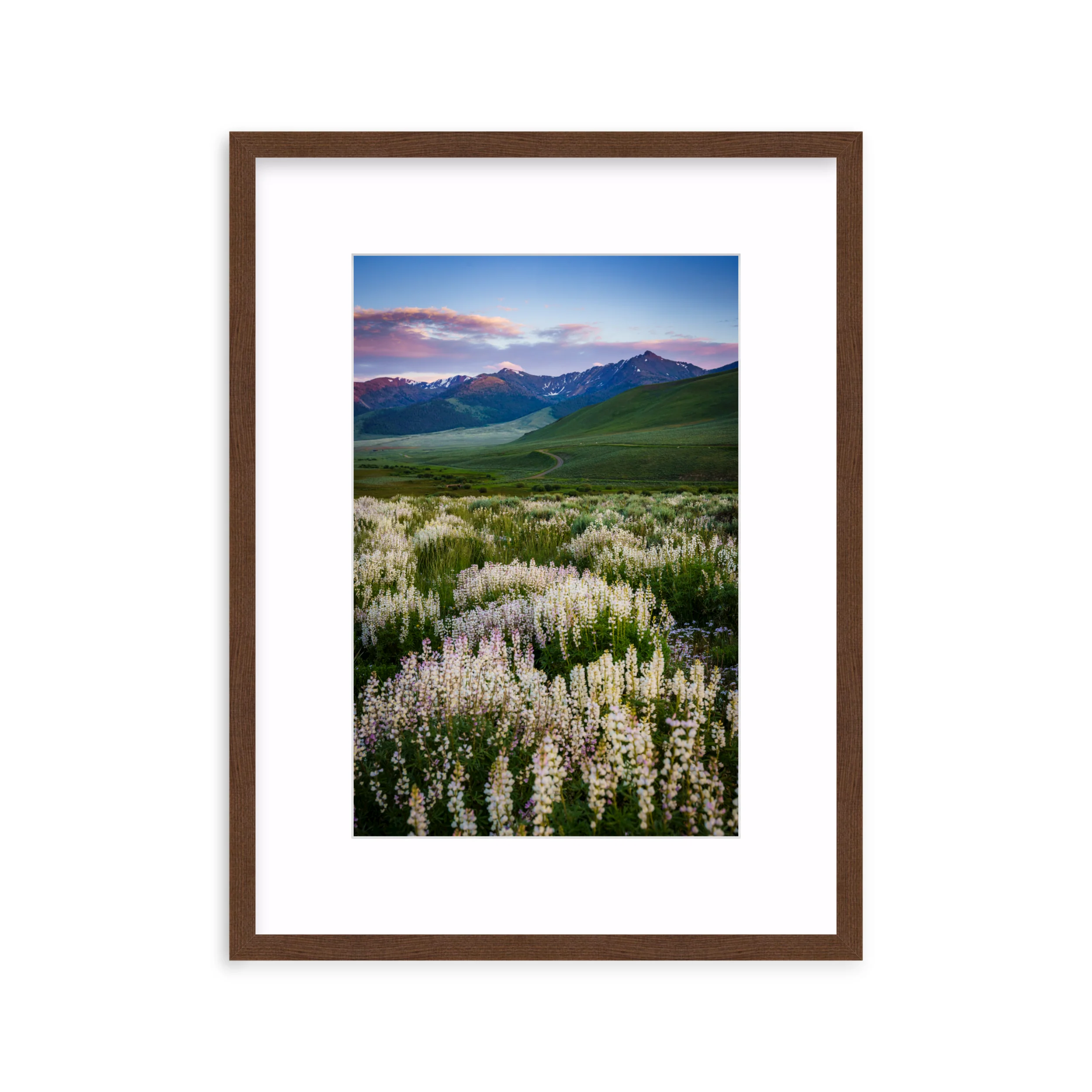 Basin Lupine - Image 4