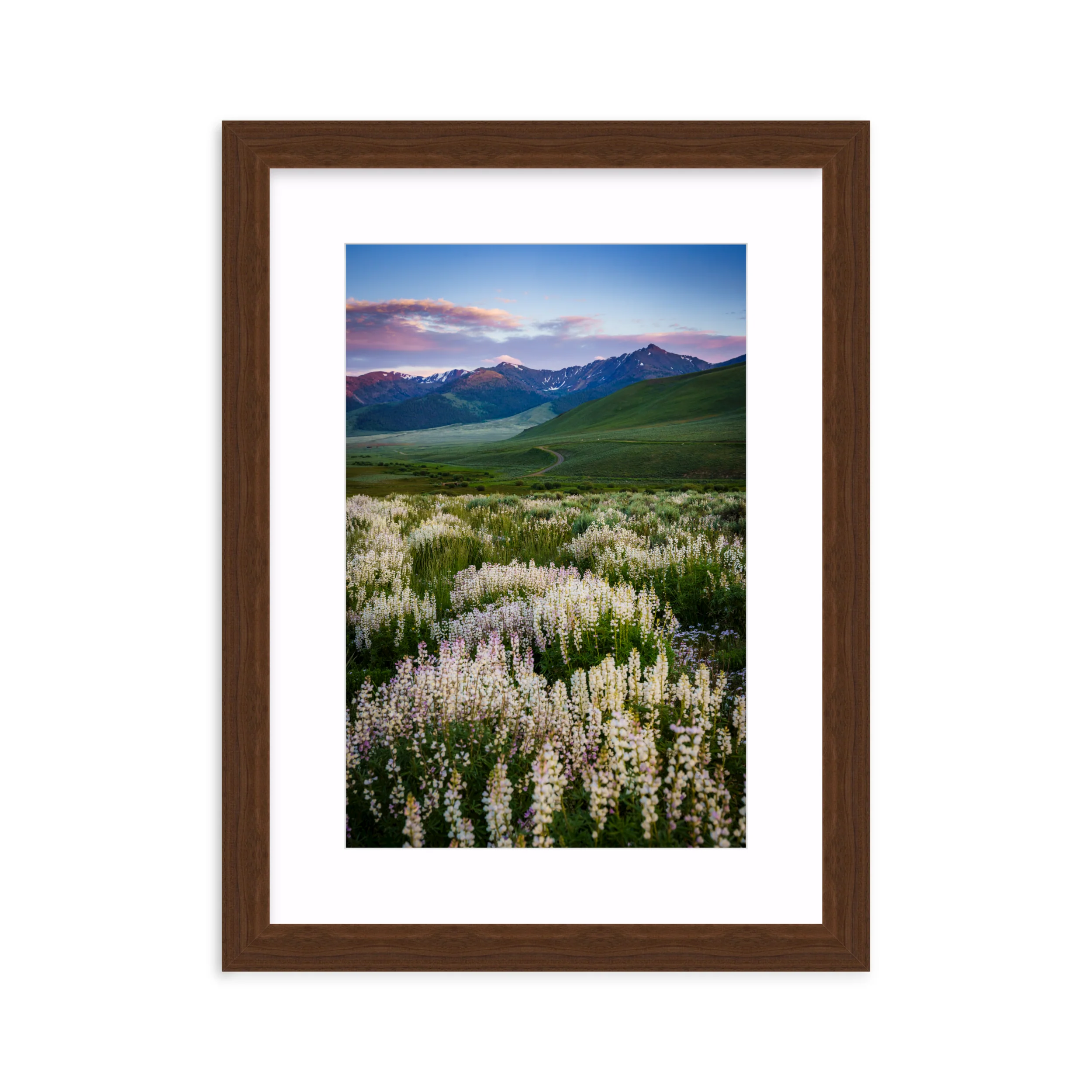 Basin Lupine - Image 9