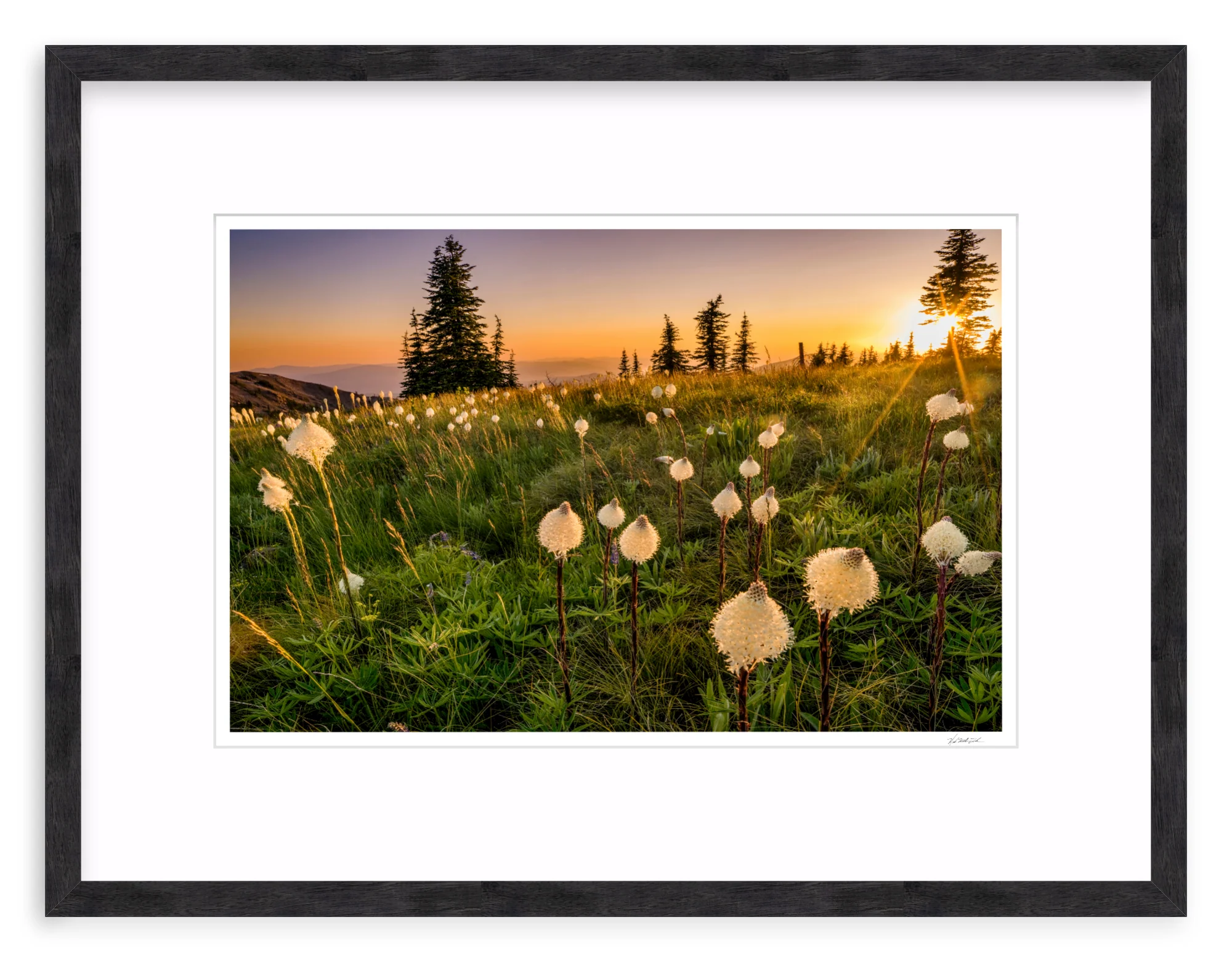 Bear Grass - Image 10