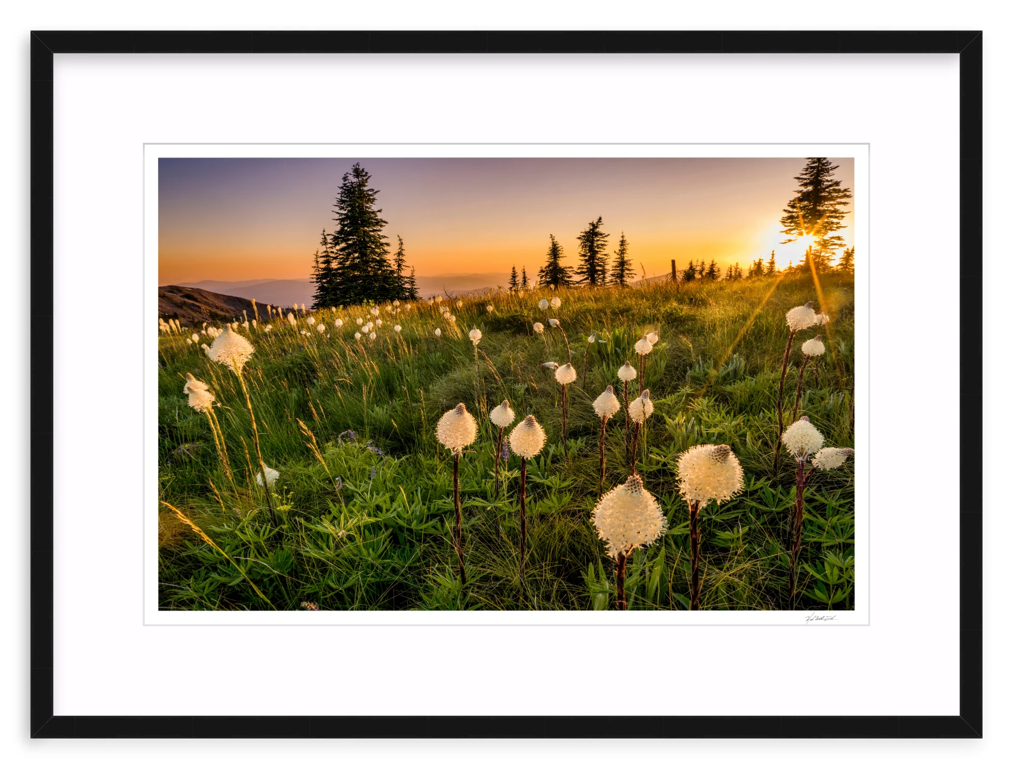 Bear Grass - Image 2