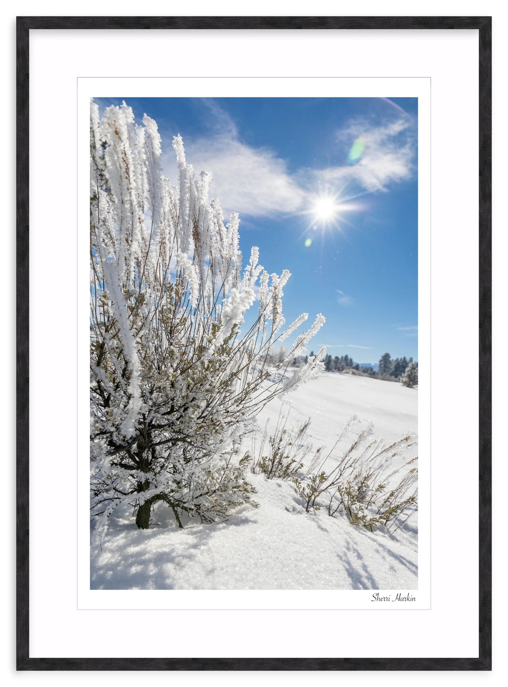 Frosted Sage - Image 12