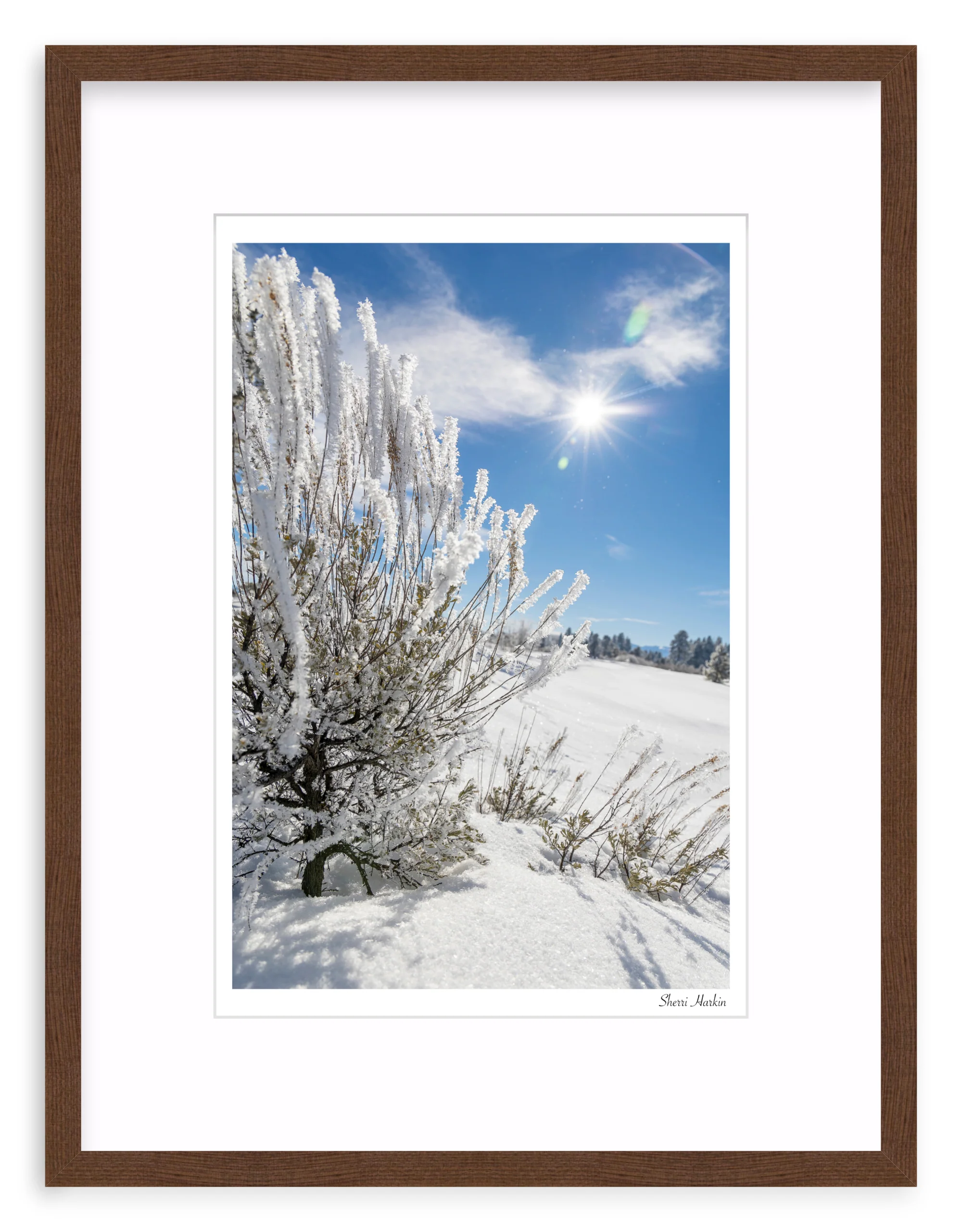 Frosted Sage - Image 4