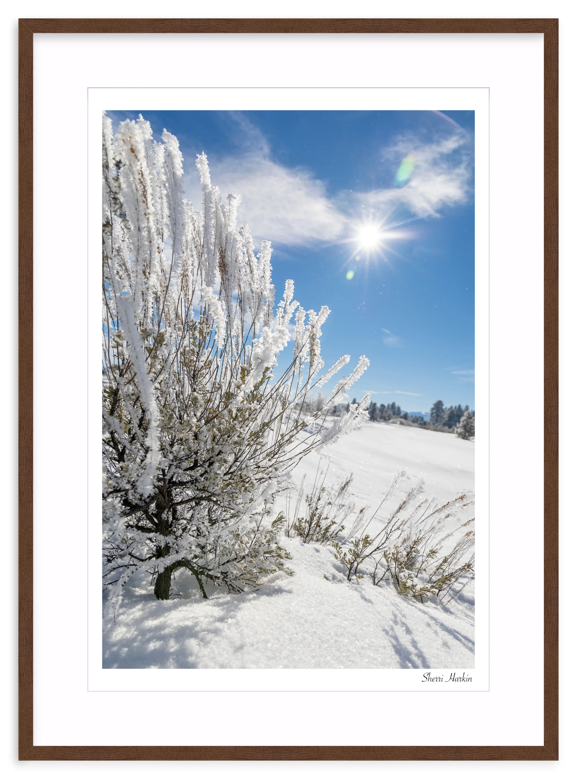 Frosted Sage - Image 6