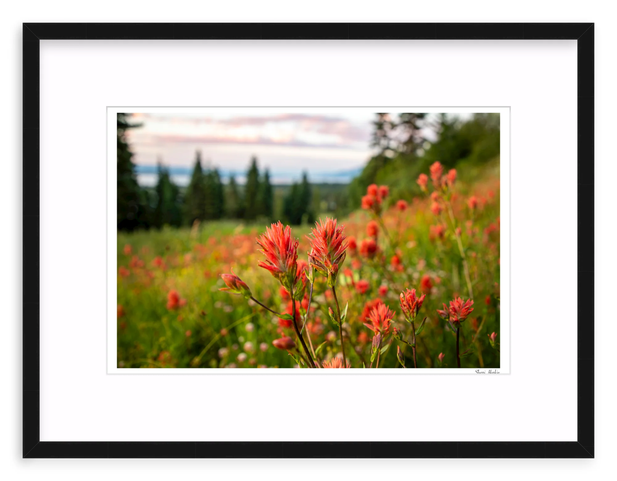 Indian Paint Brush