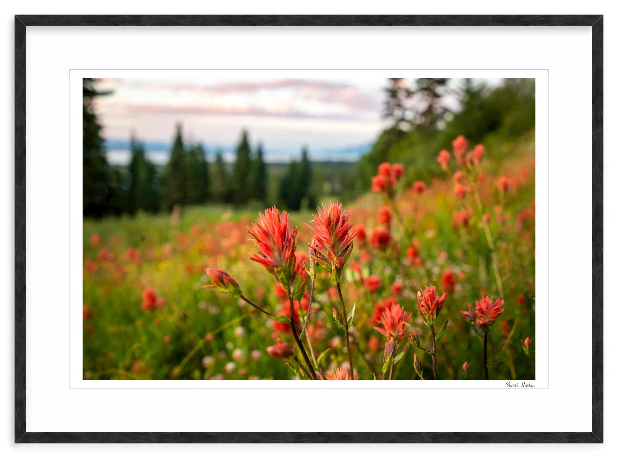 Indian Paint Brush - Image 12