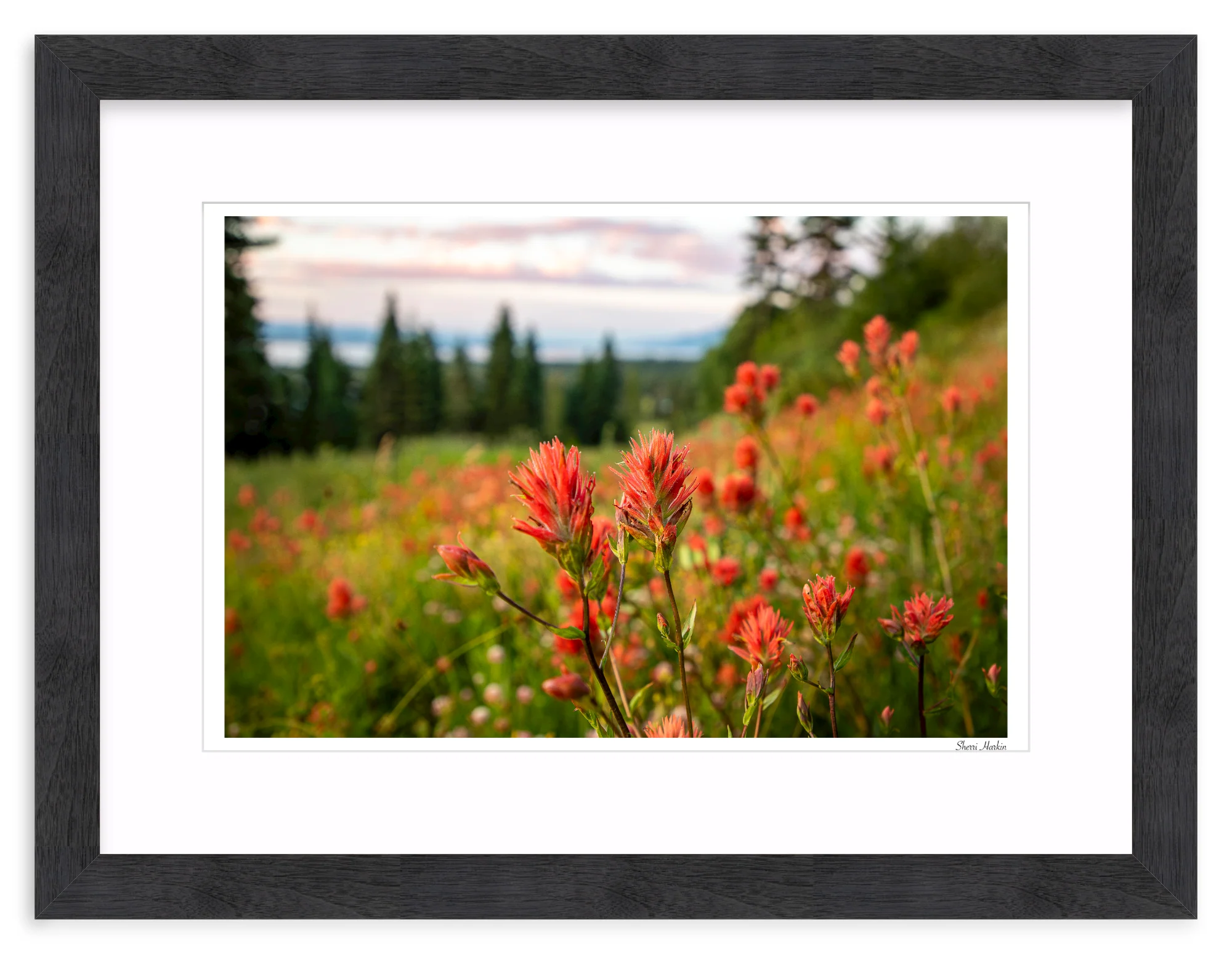 Indian Paint Brush - Image 14