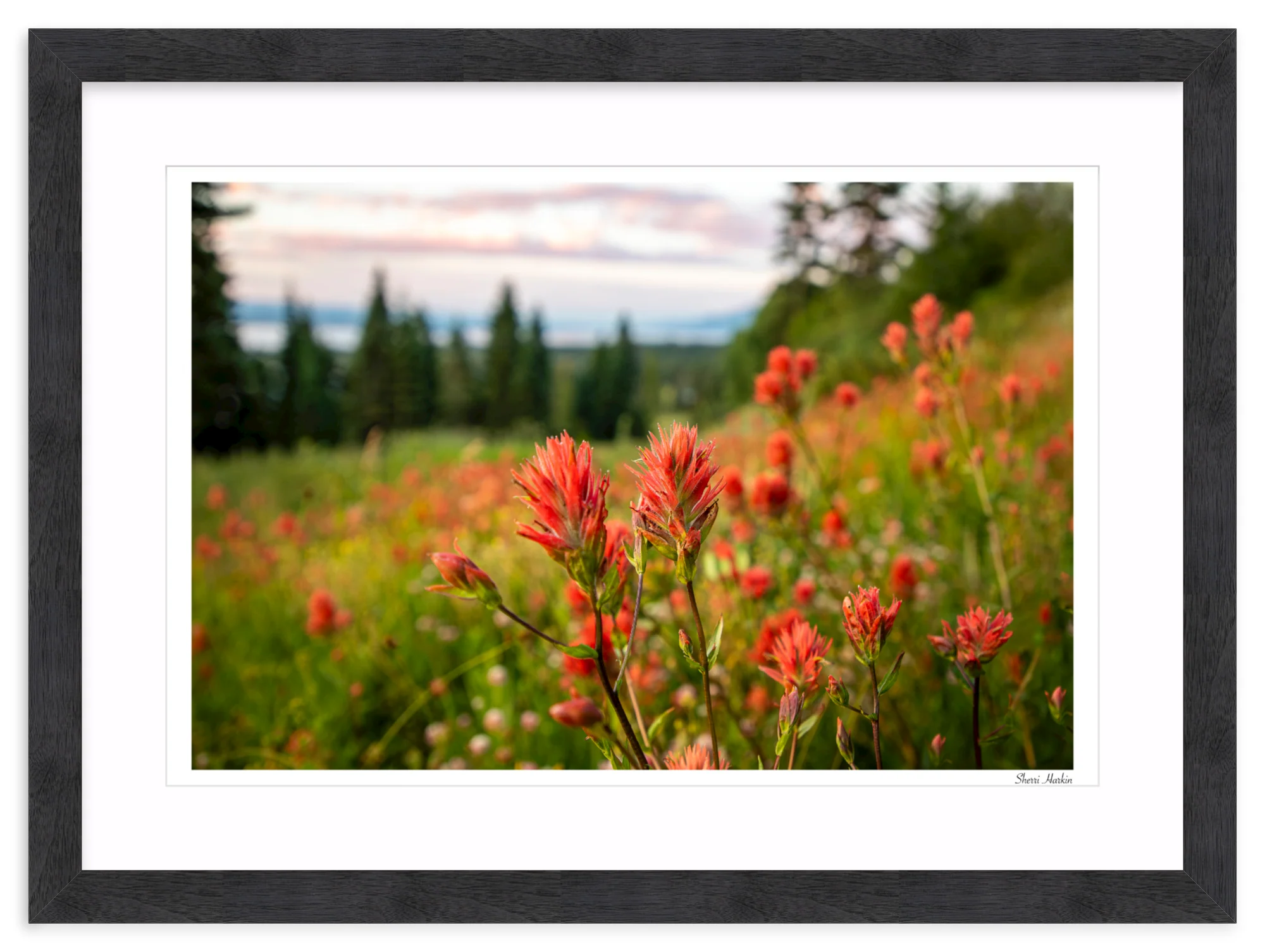 Indian Paint Brush - Image 15
