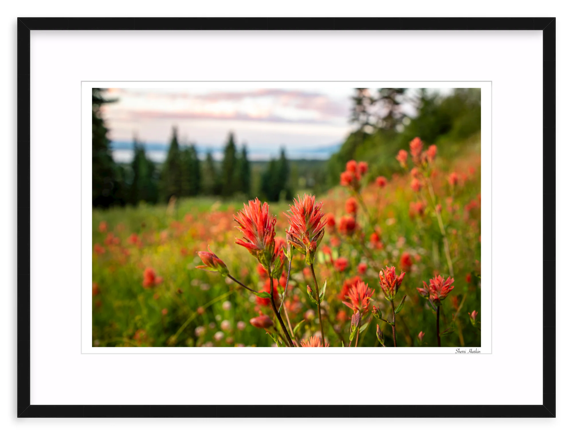 Indian Paint Brush - Image 2