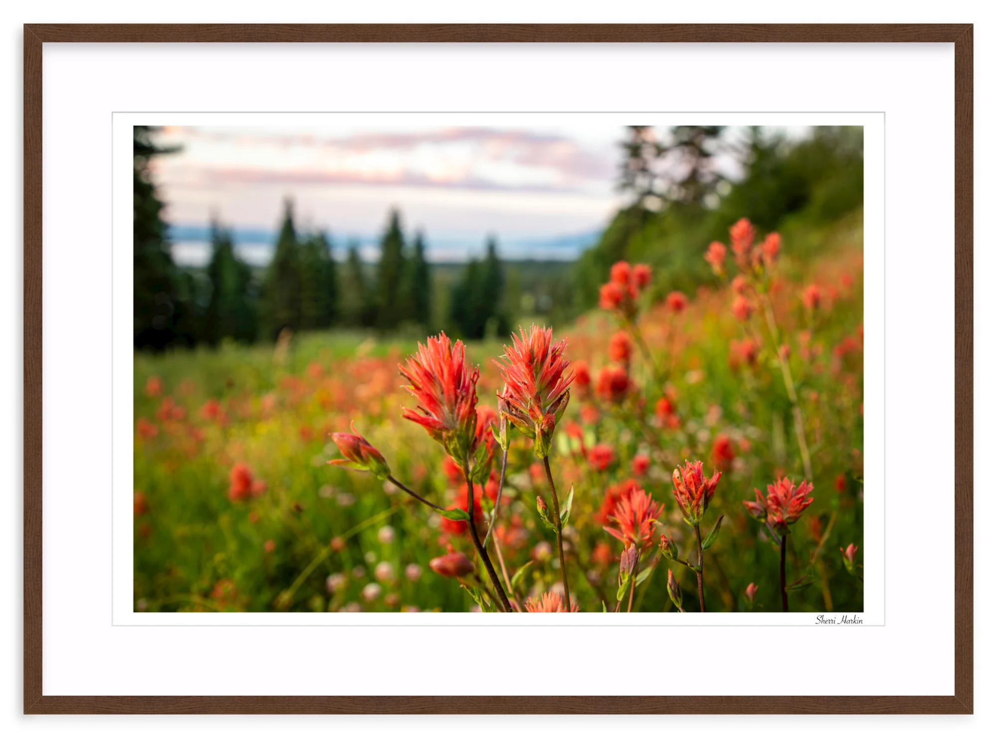 Indian Paint Brush - Image 6