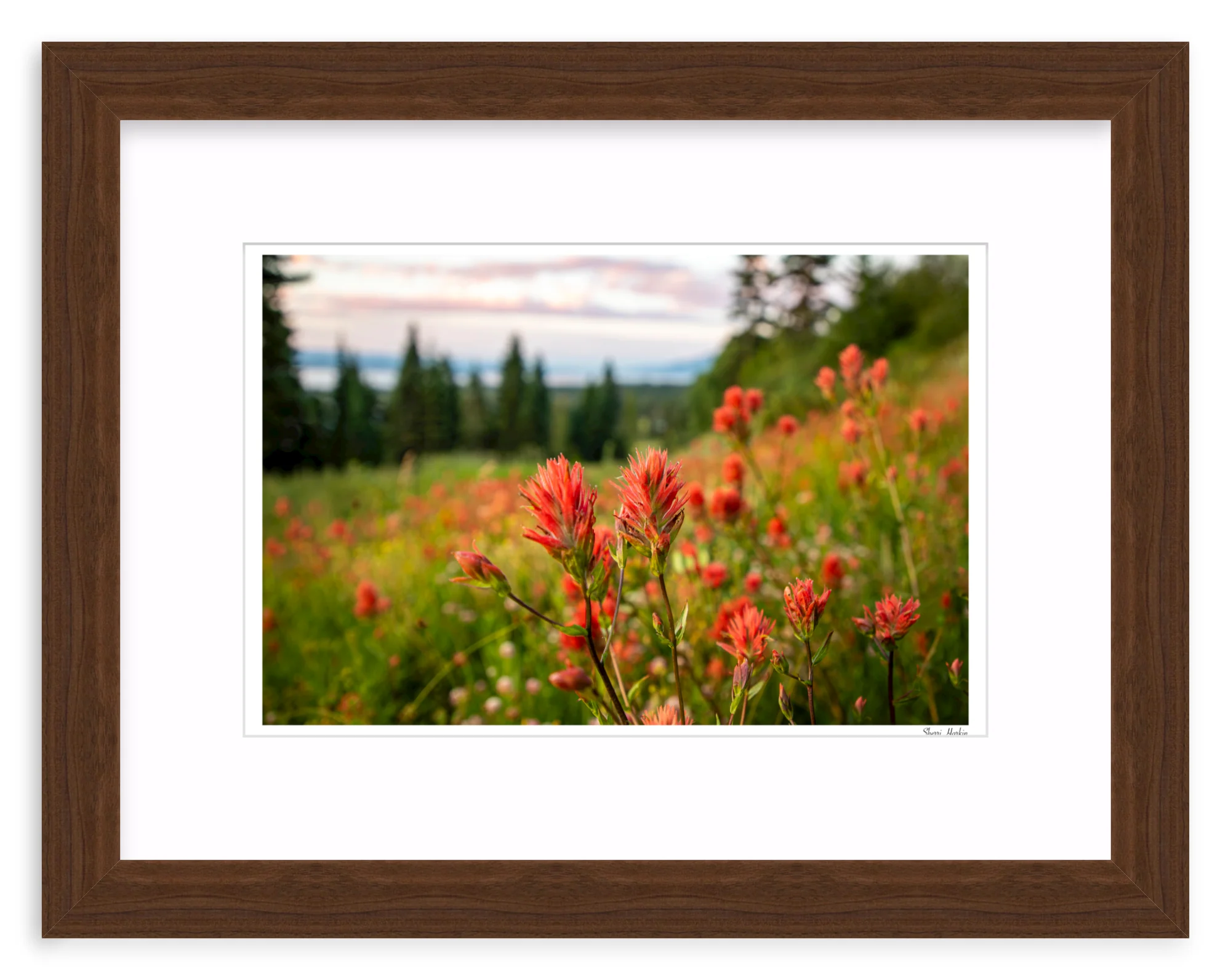 Indian Paint Brush - Image 7