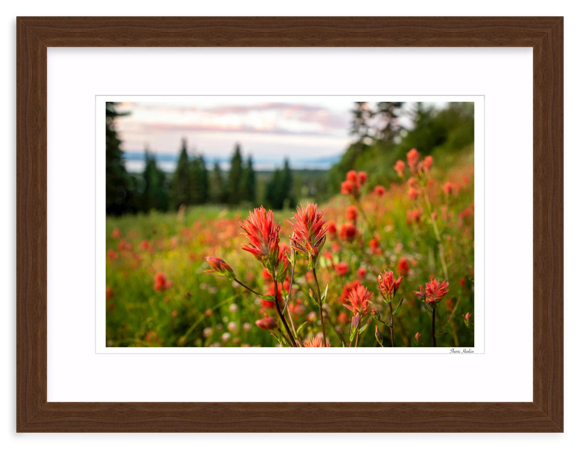 Indian Paint Brush - Image 8