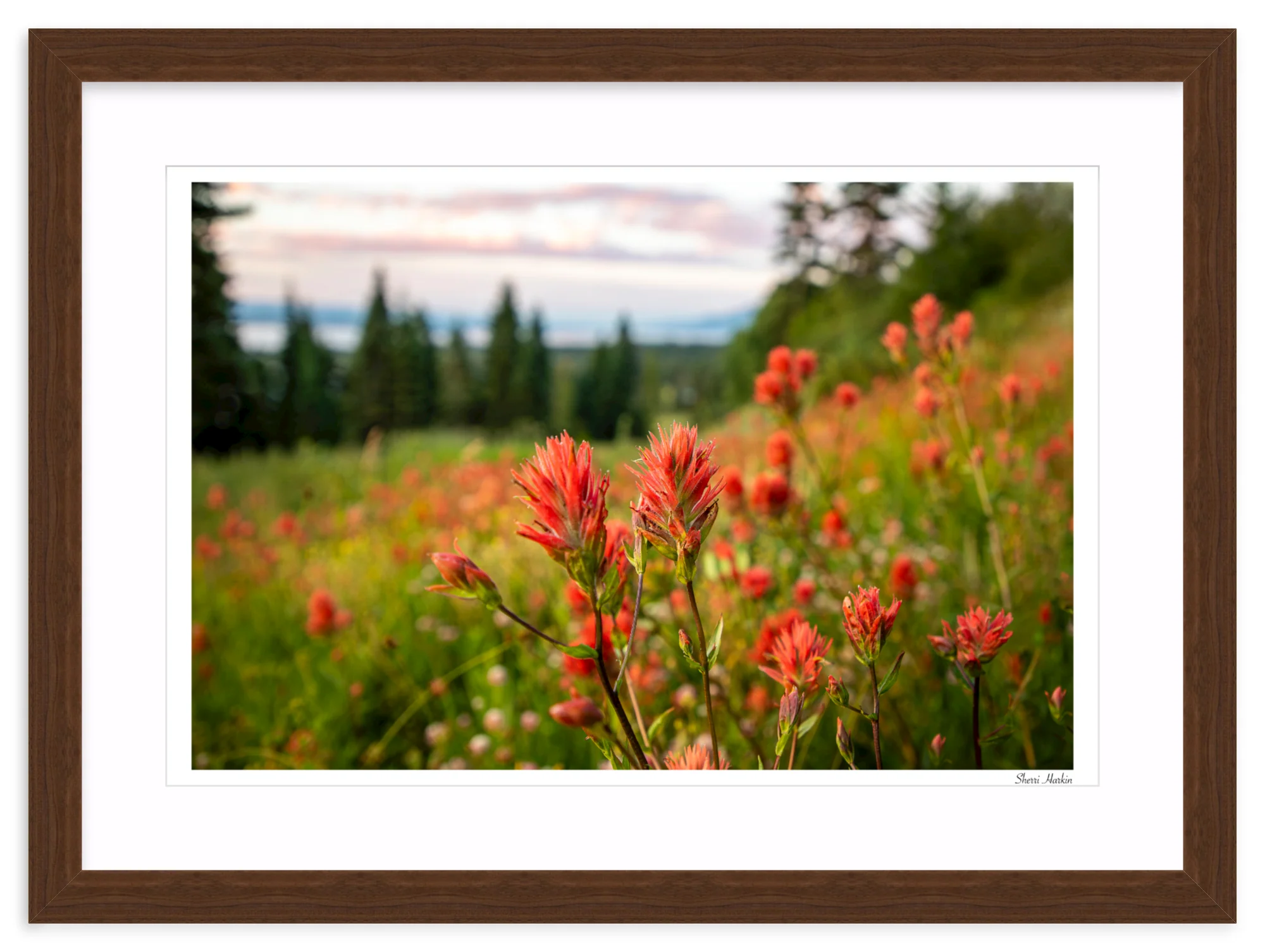 Indian Paint Brush - Image 9