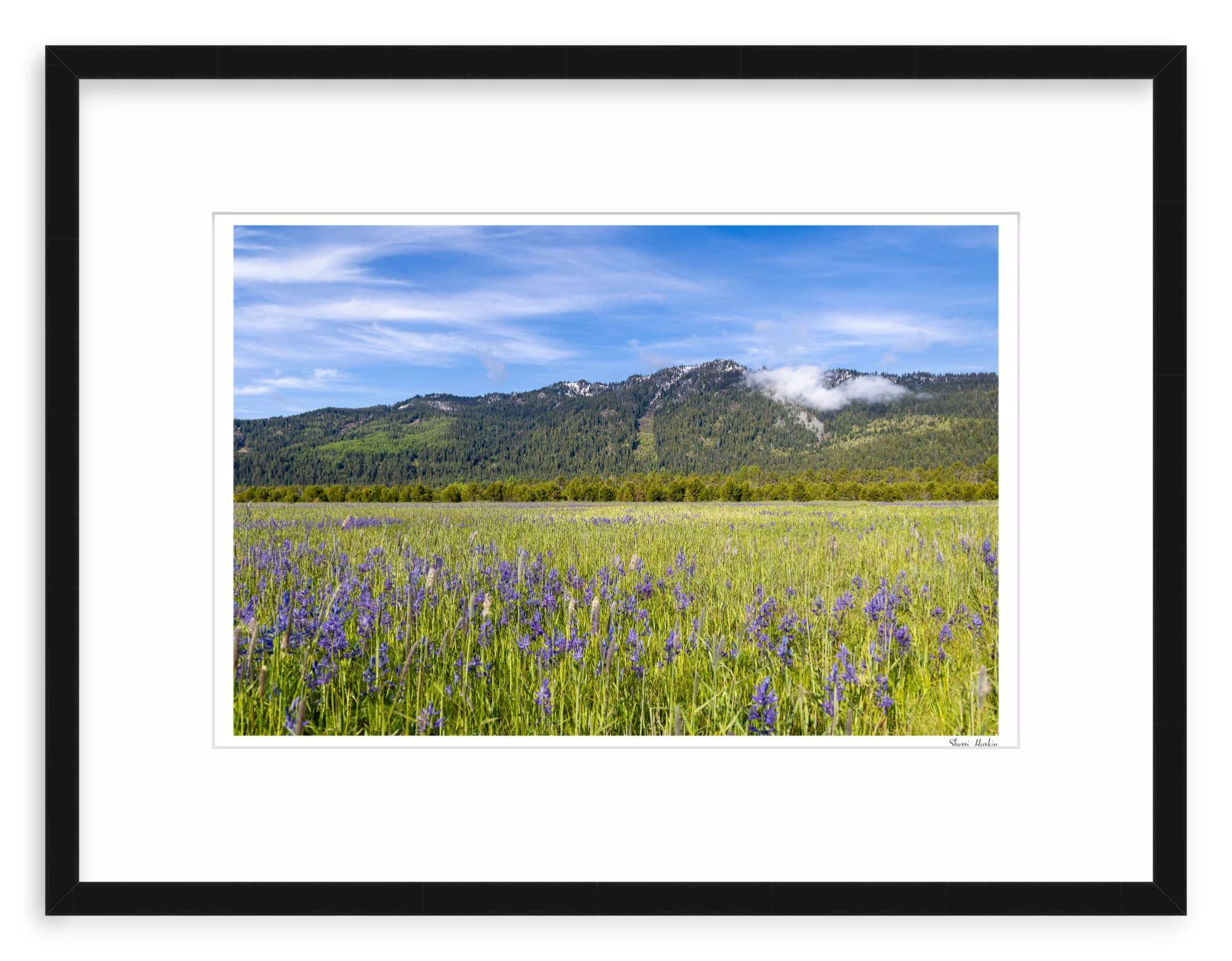 Meadow filled with Camas Wildflowers