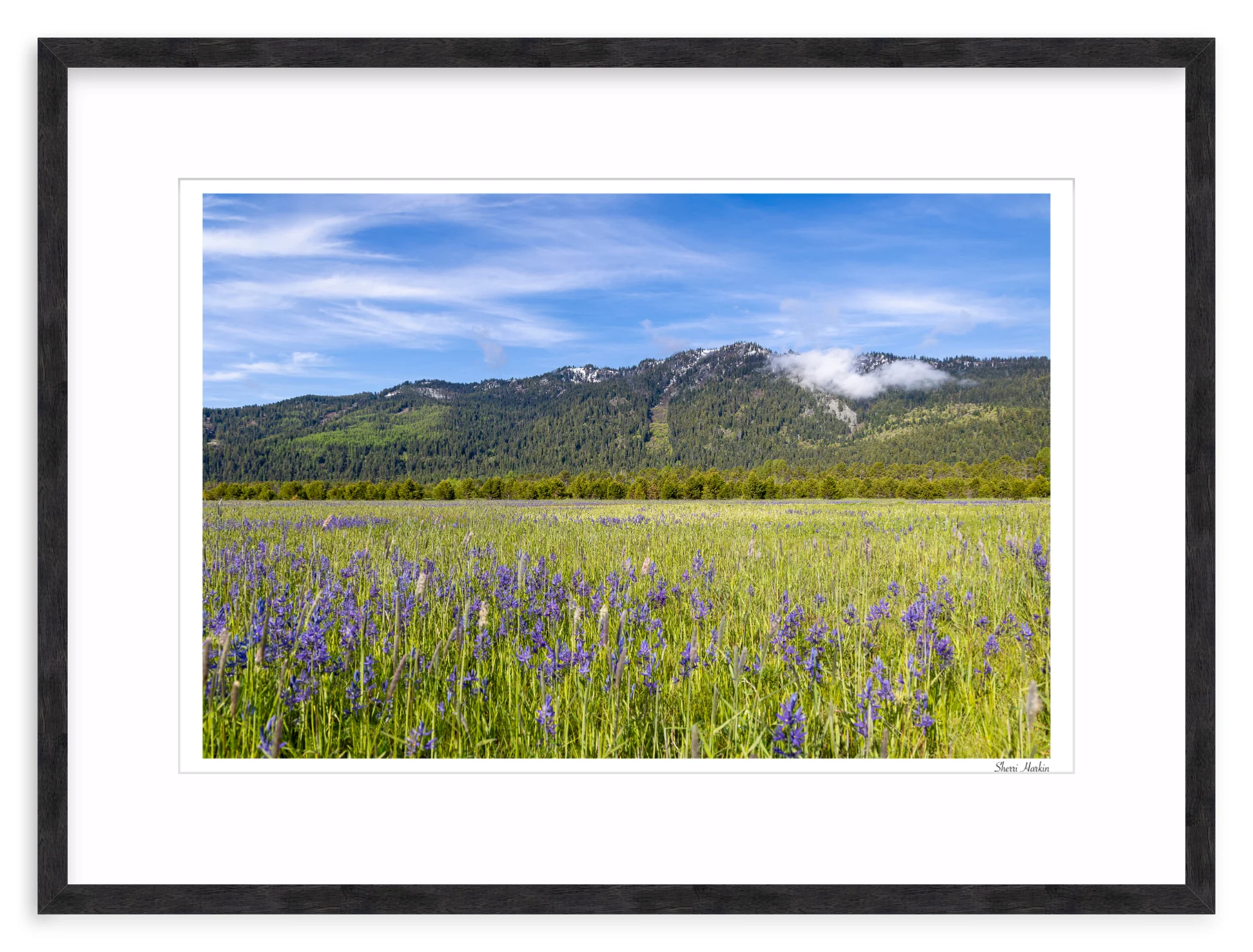 Meadow filled with Camas Wildflowers - Image 11