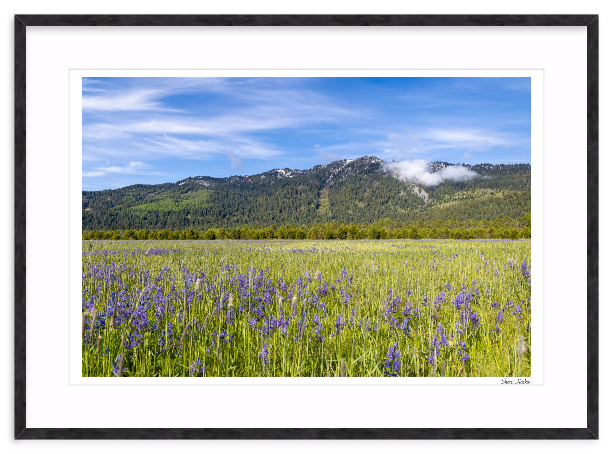 Meadow filled with Camas Wildflowers - Image 12