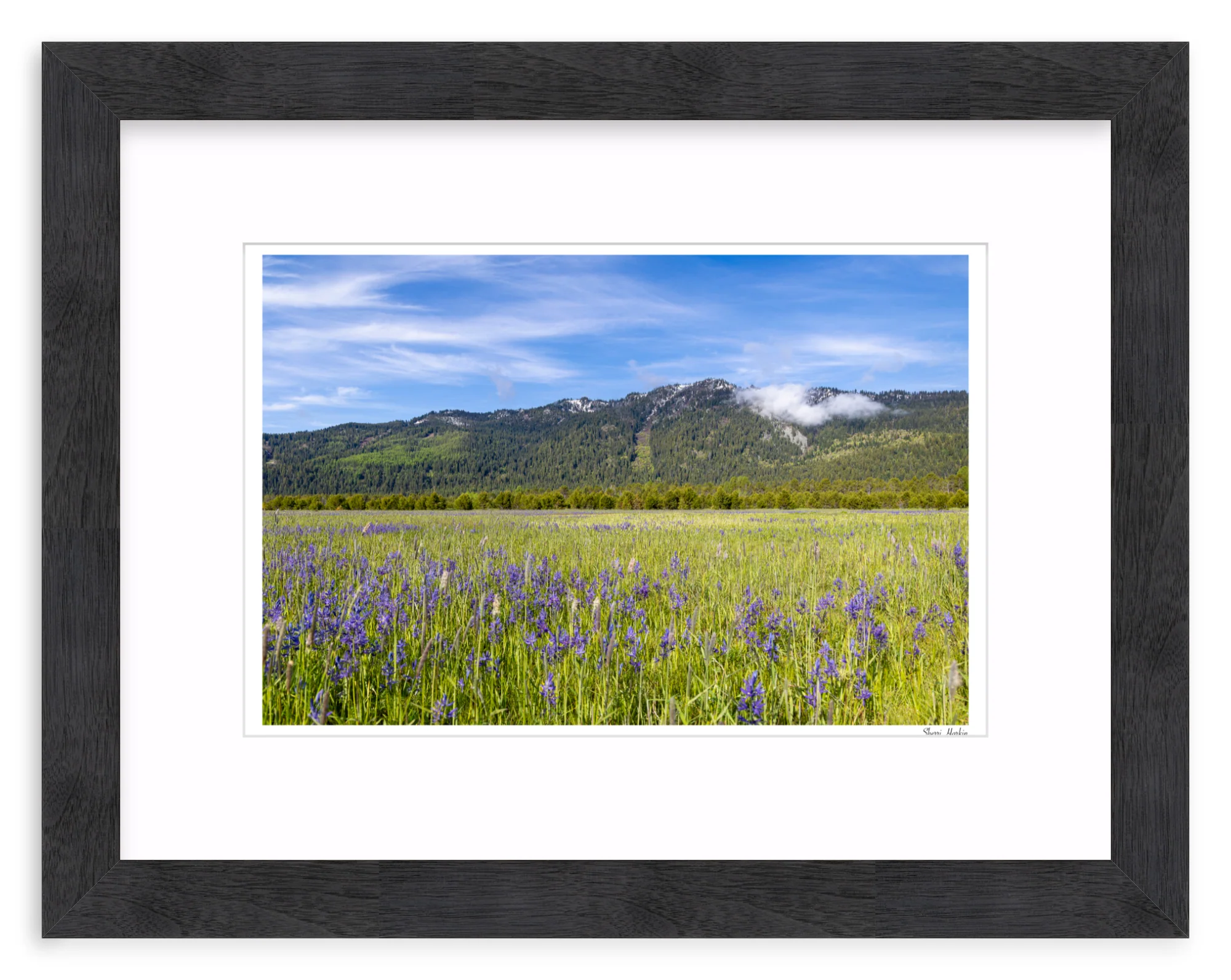 Meadow filled with Camas Wildflowers - Image 13