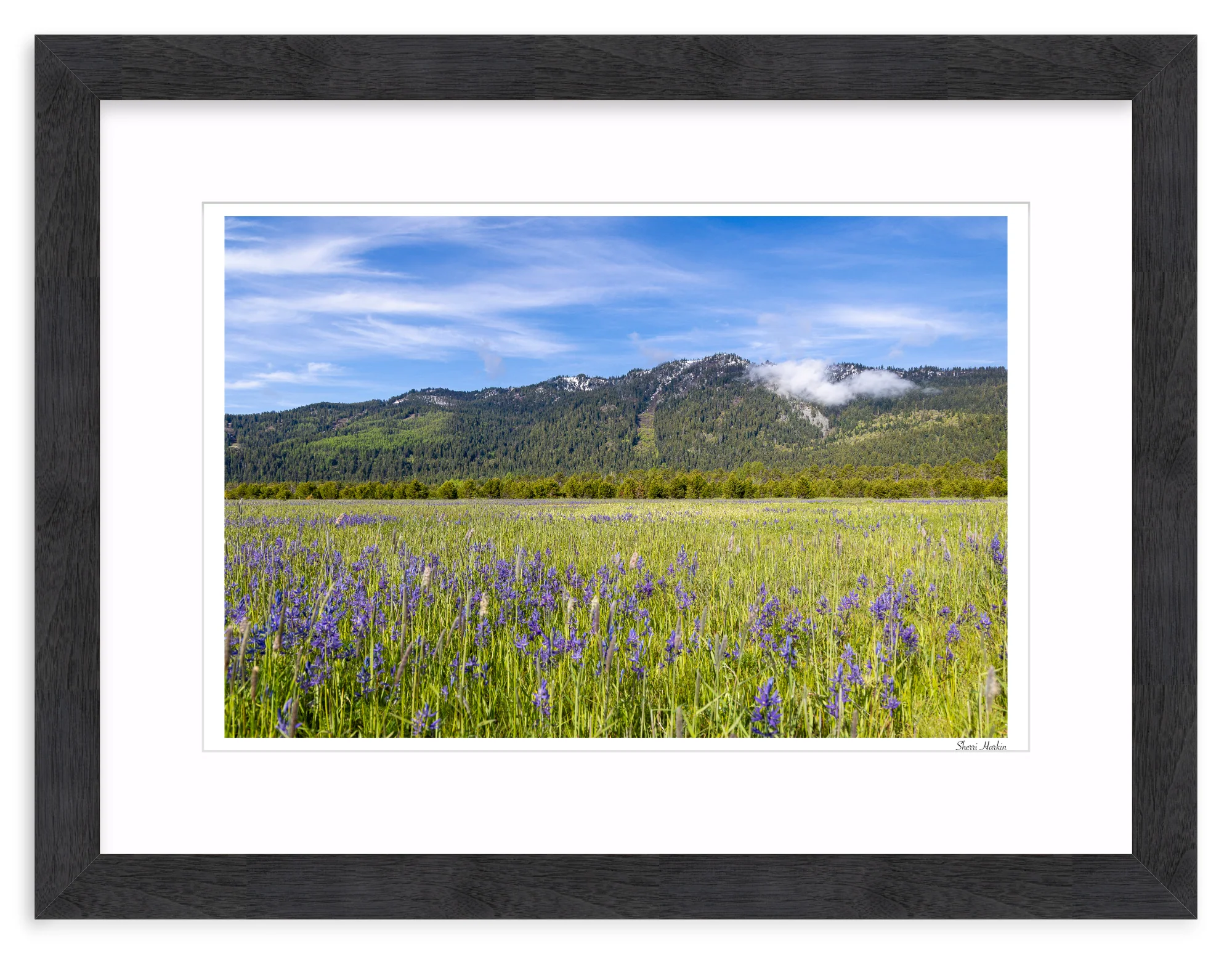Meadow filled with Camas Wildflowers - Image 14