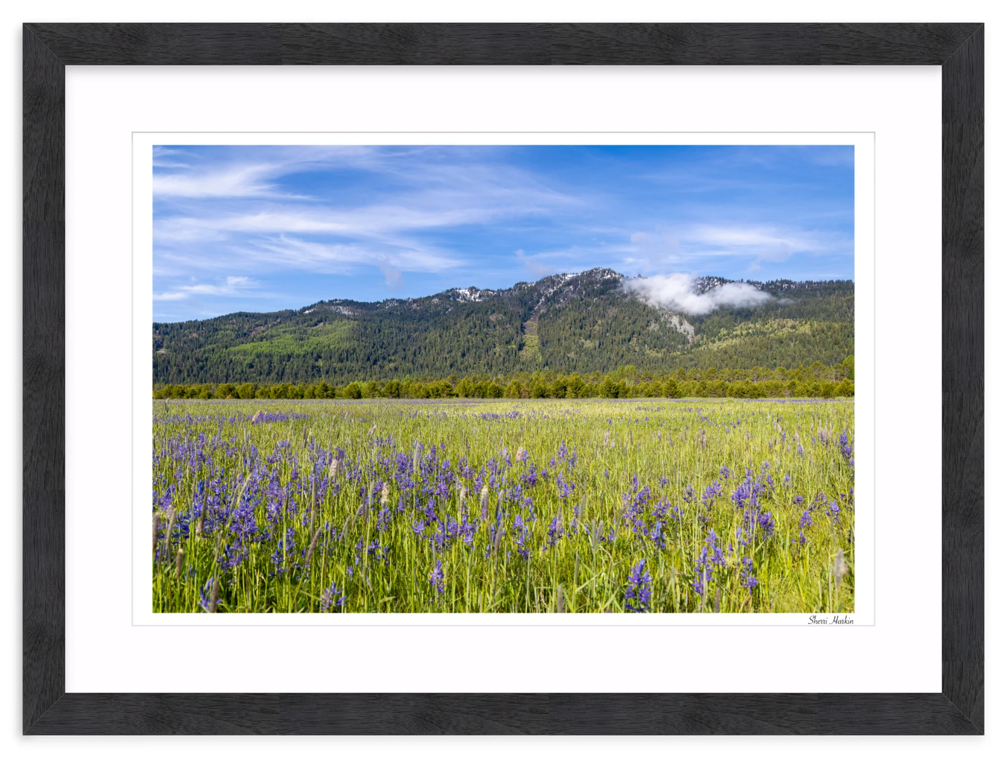 Meadow filled with Camas Wildflowers - Image 15