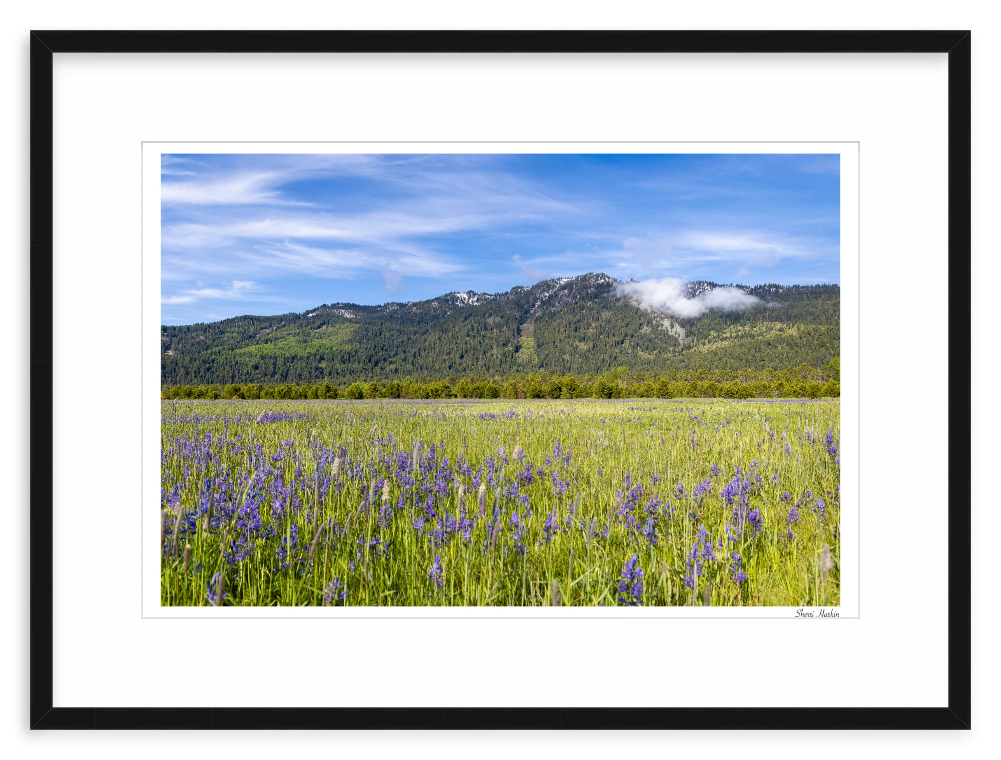 Meadow filled with Camas Wildflowers - Image 2