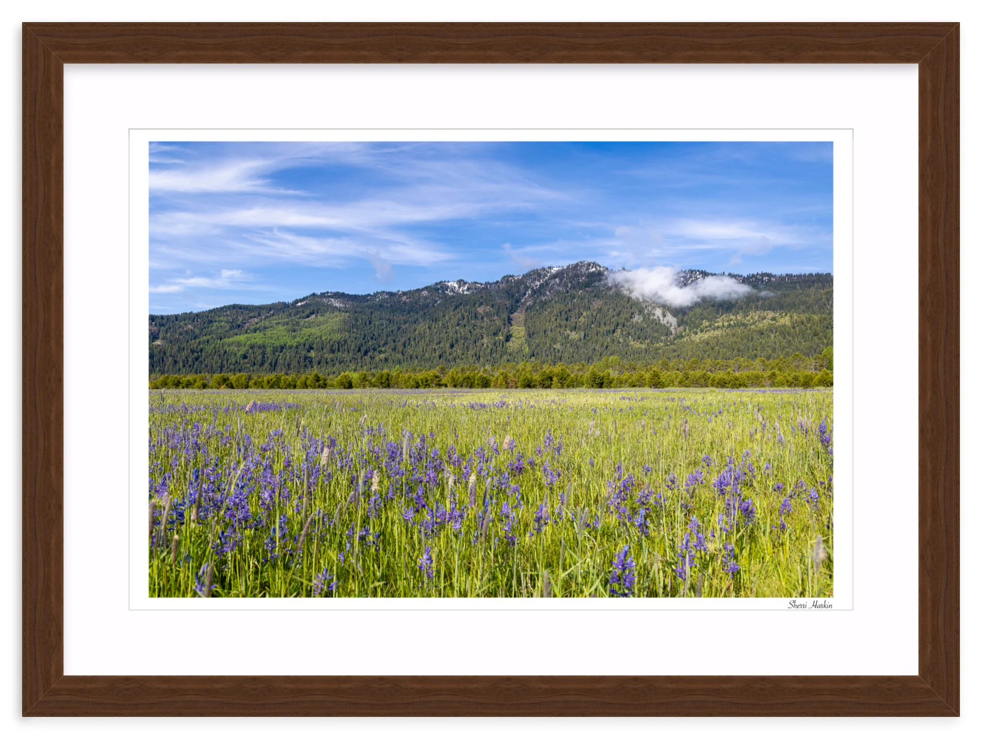 Meadow filled with Camas Wildflowers - Image 9
