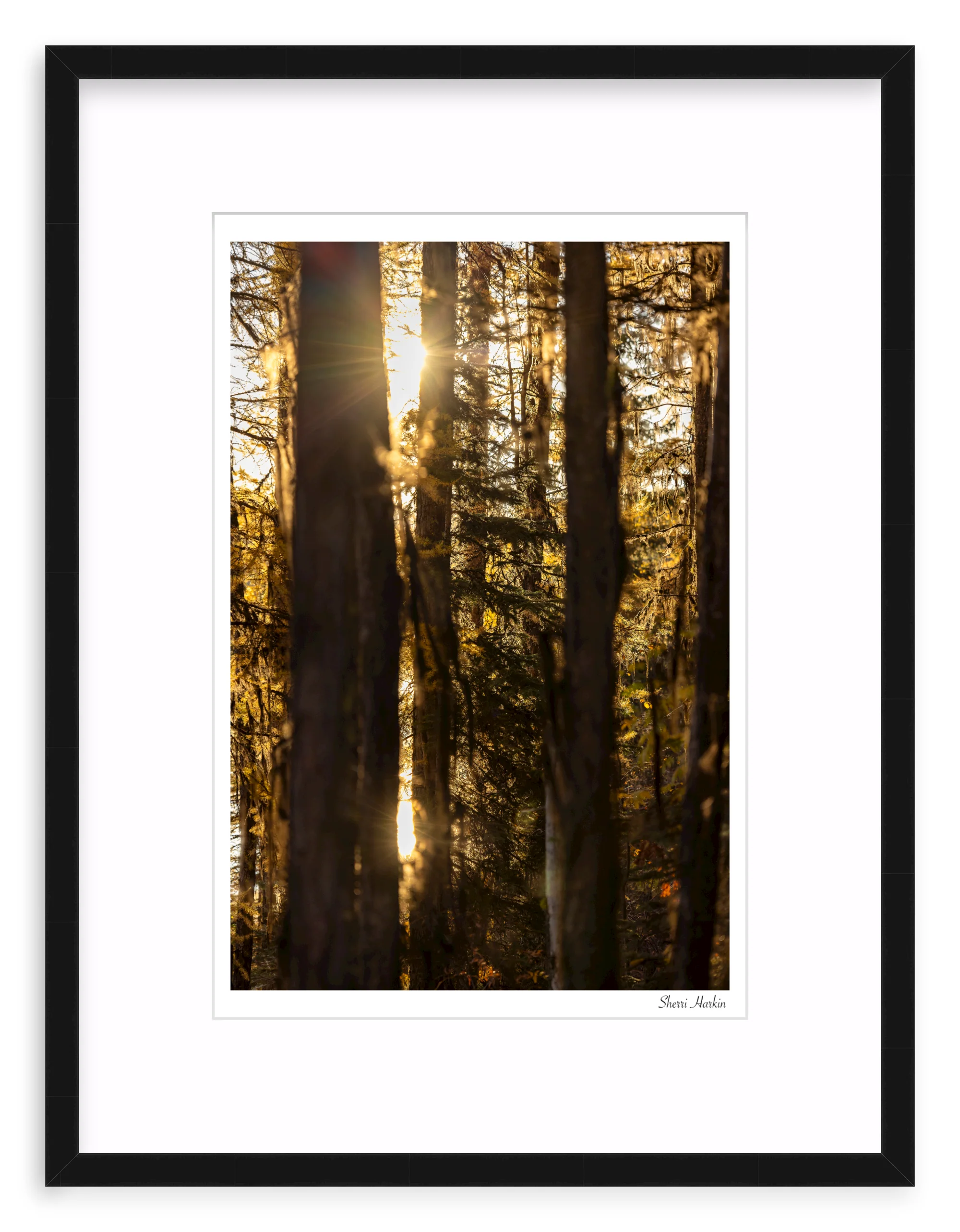 Mossy Tamarack Trees