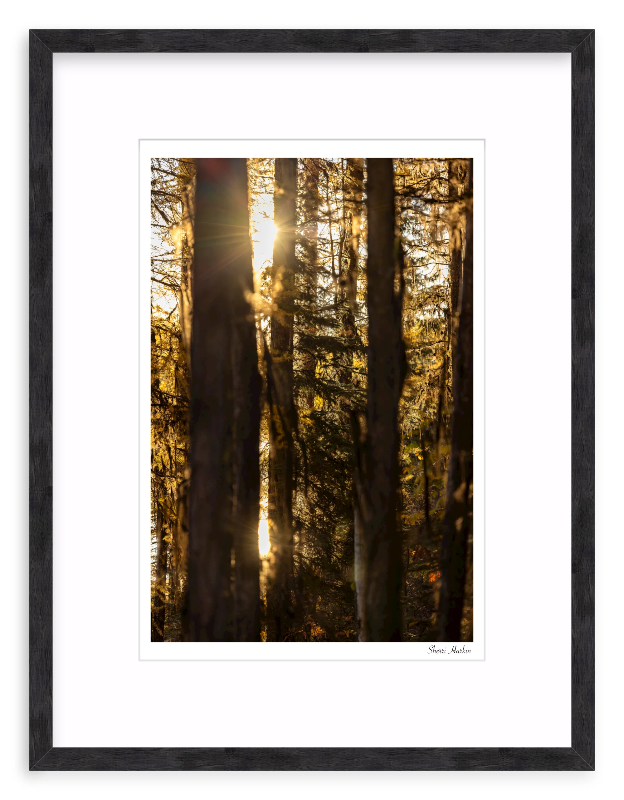 Mossy Tamarack Trees - Image 10