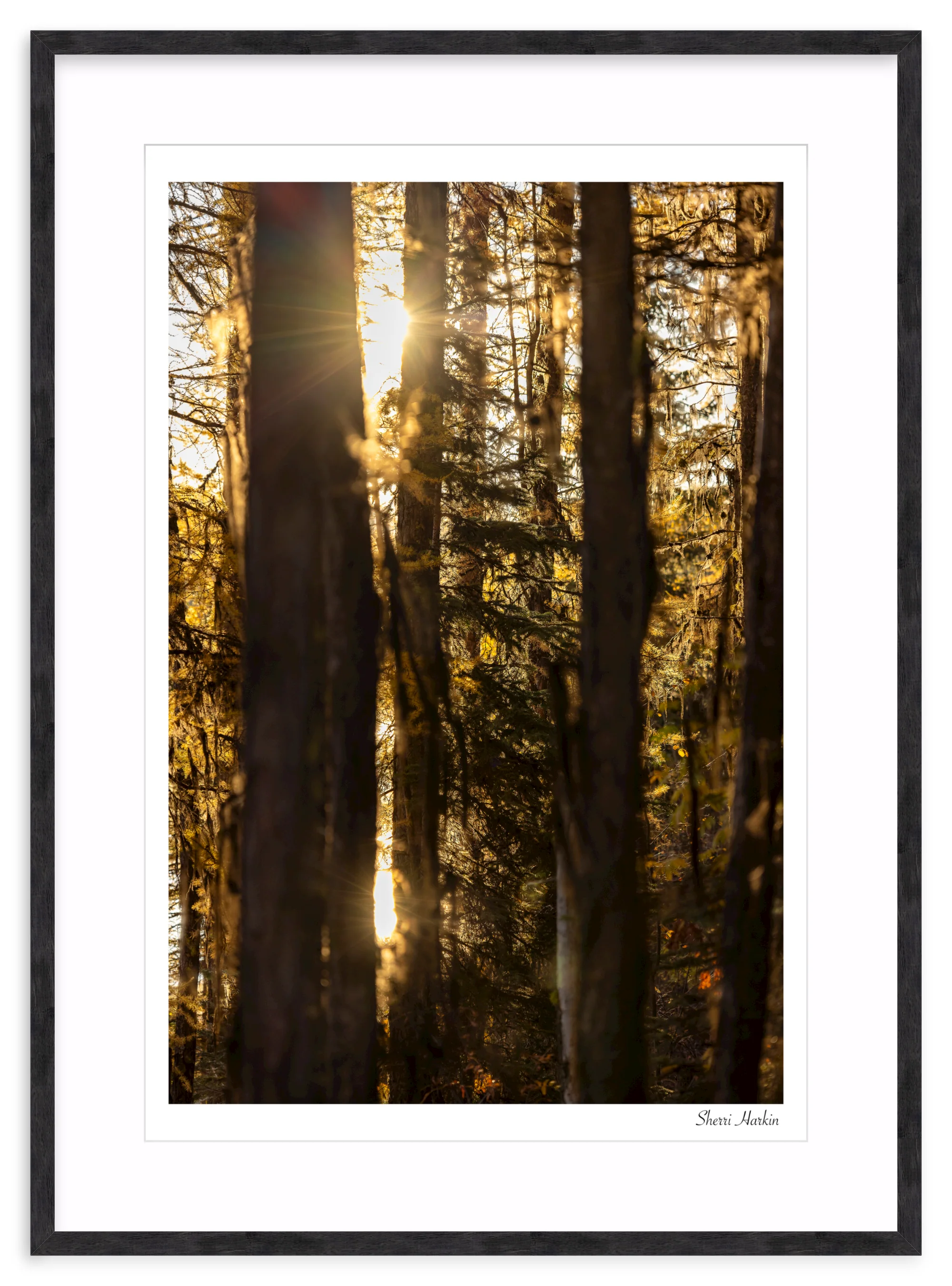 Mossy Tamarack Trees - Image 12