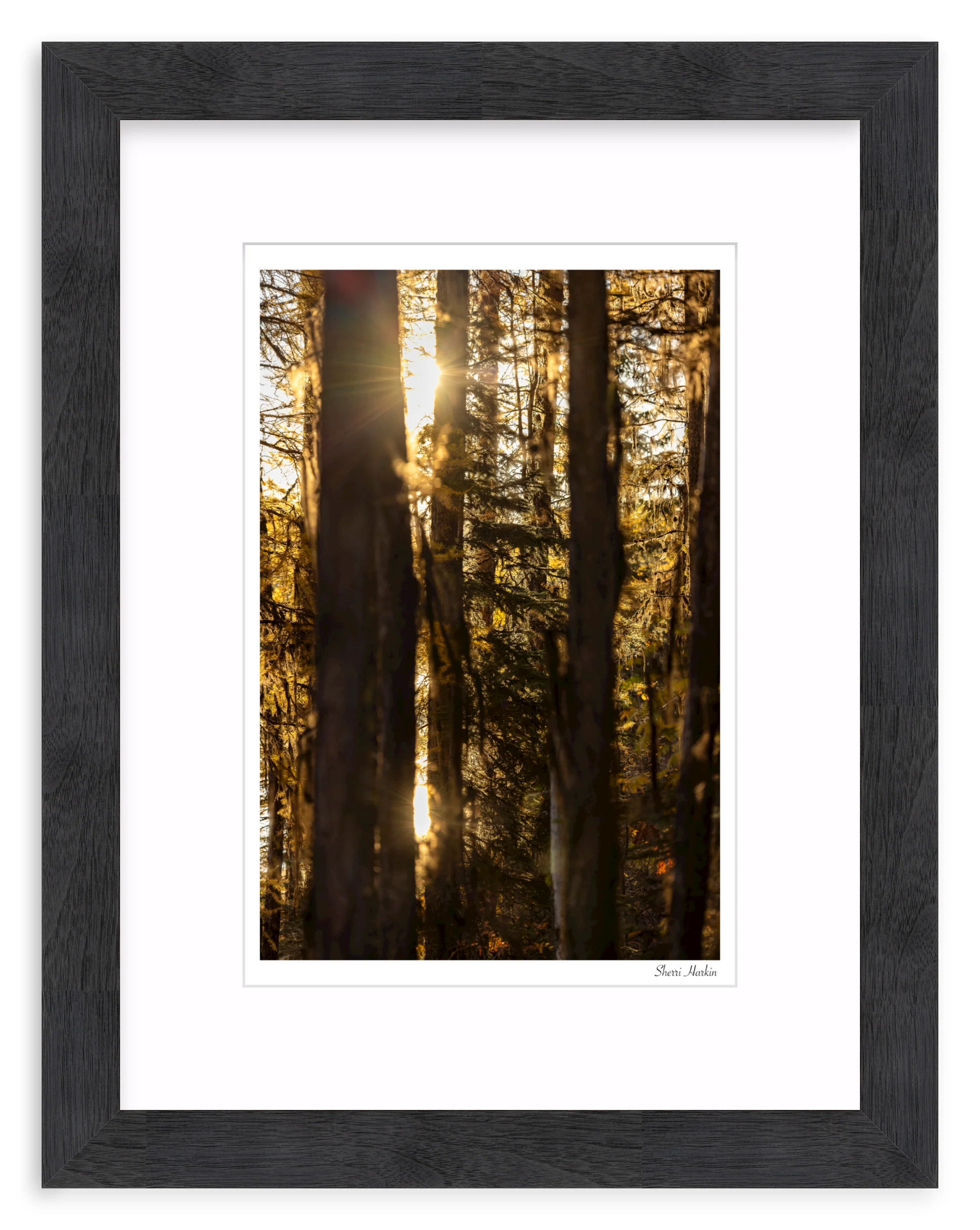 Mossy Tamarack Trees - Image 13