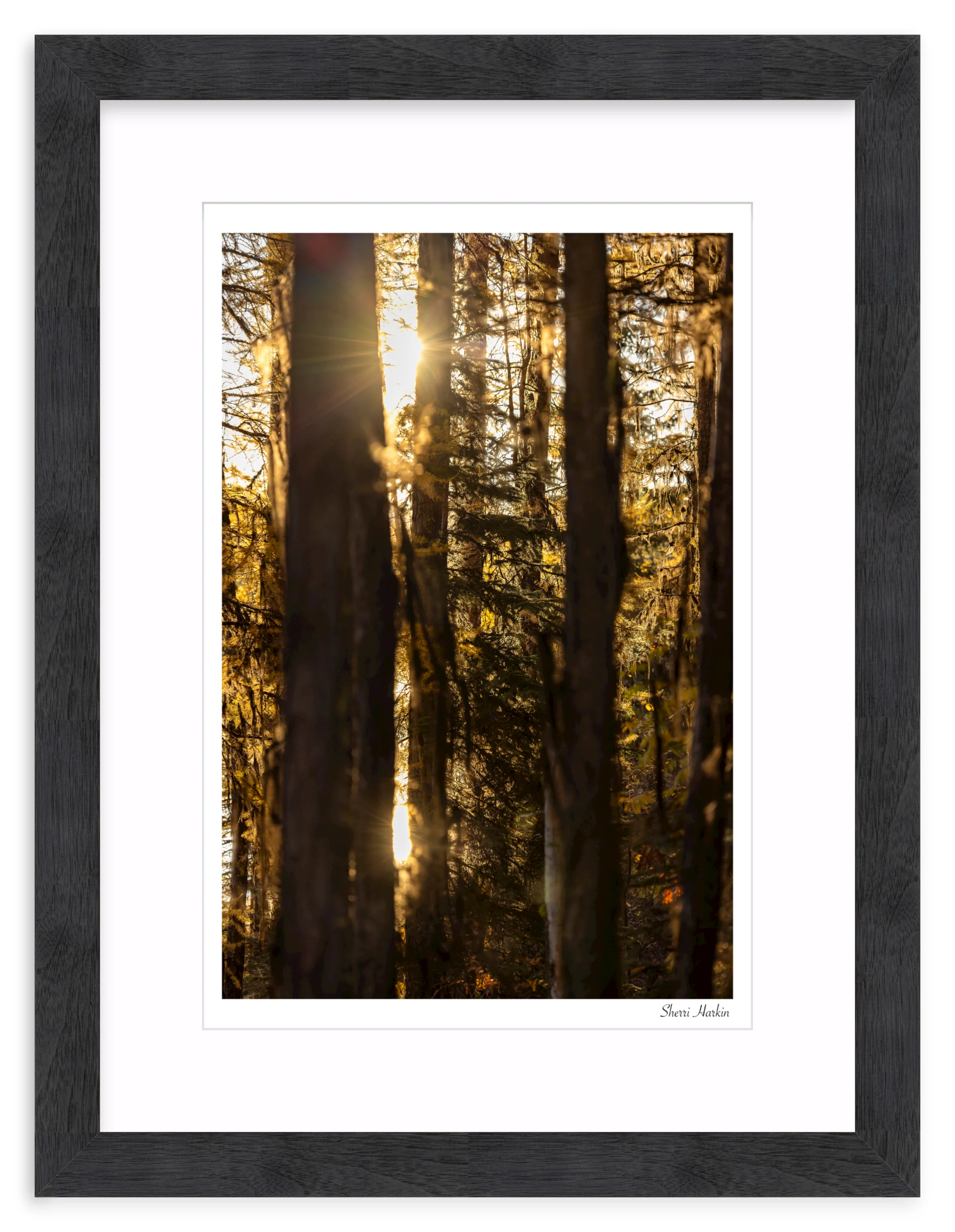 Mossy Tamarack Trees - Image 14