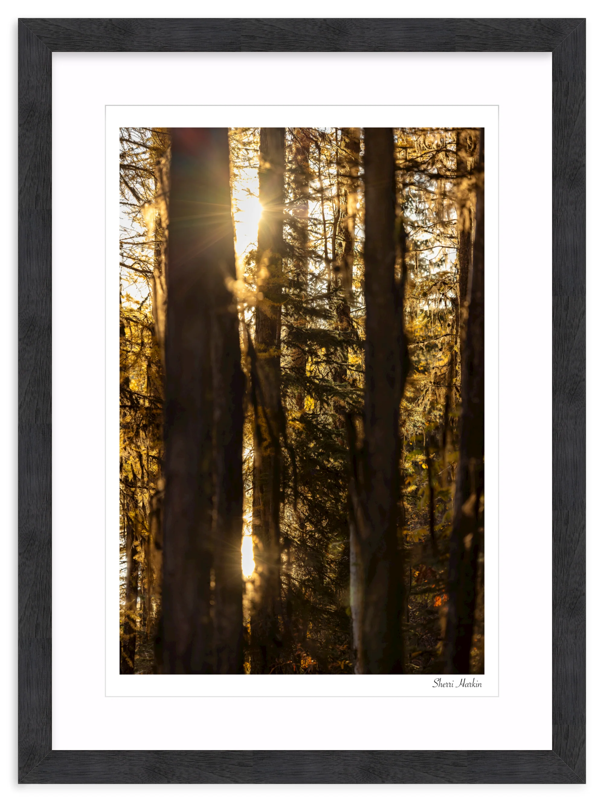 Mossy Tamarack Trees - Image 15
