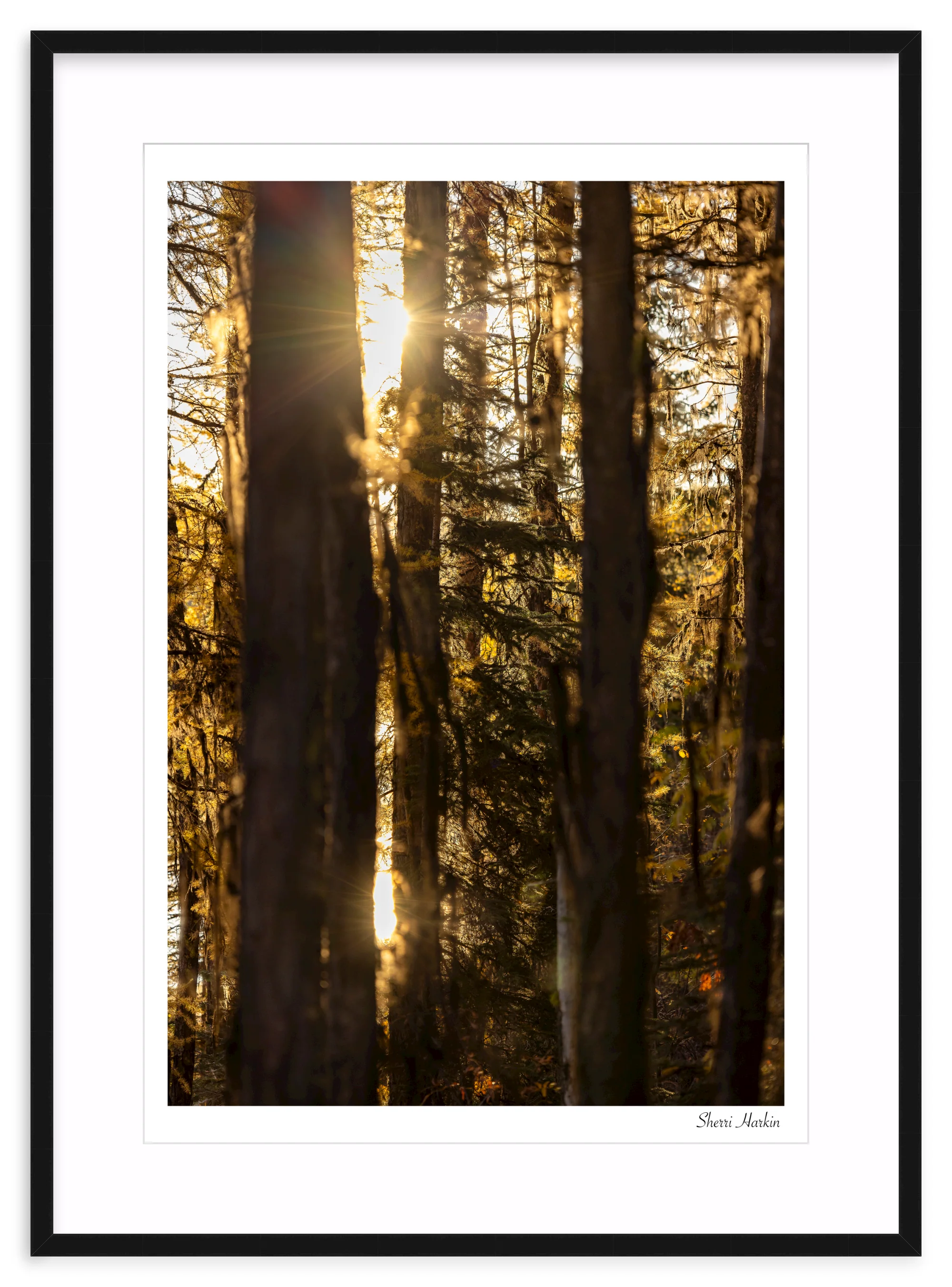 Mossy Tamarack Trees - Image 3
