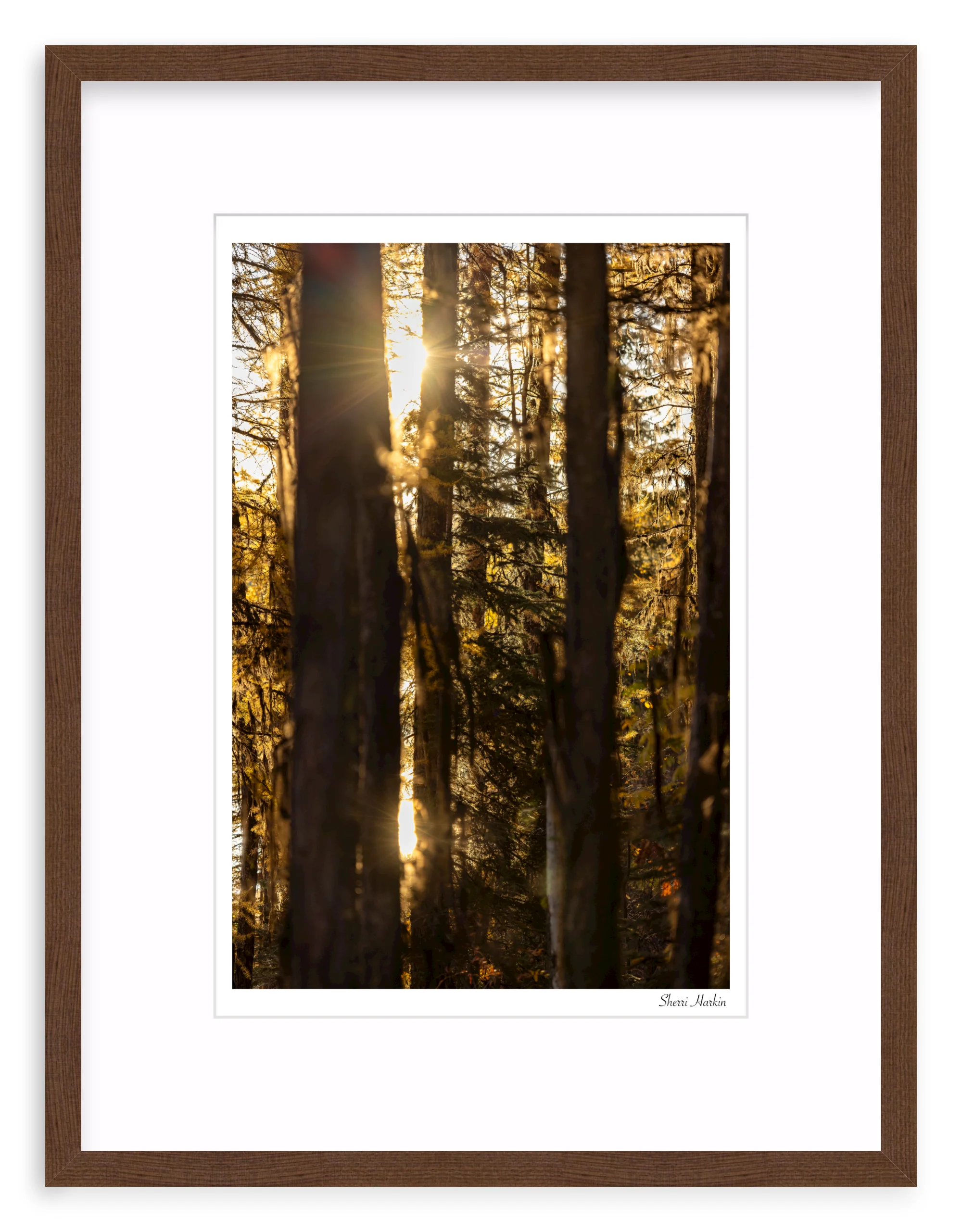 Mossy Tamarack Trees - Image 4