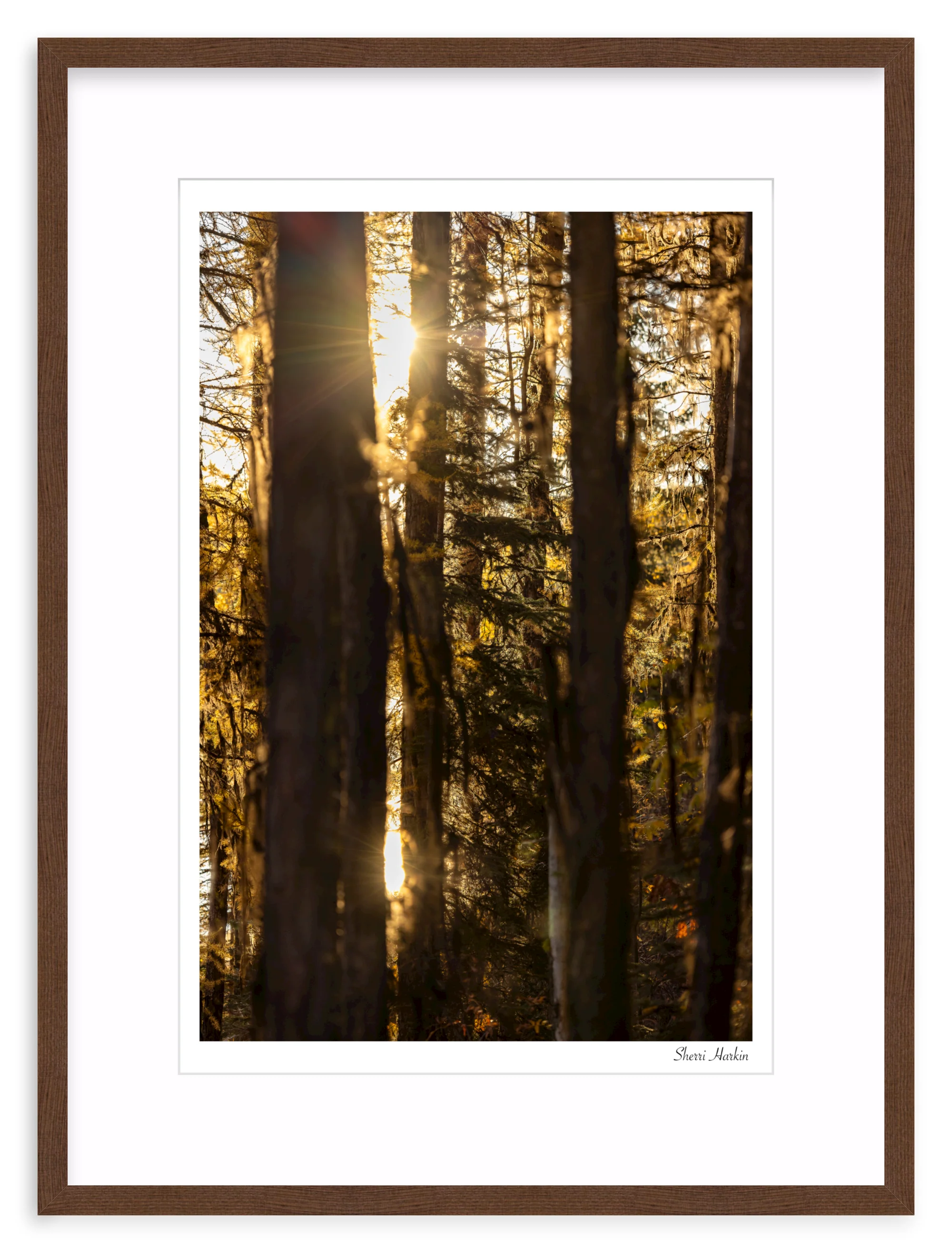 Mossy Tamarack Trees - Image 5