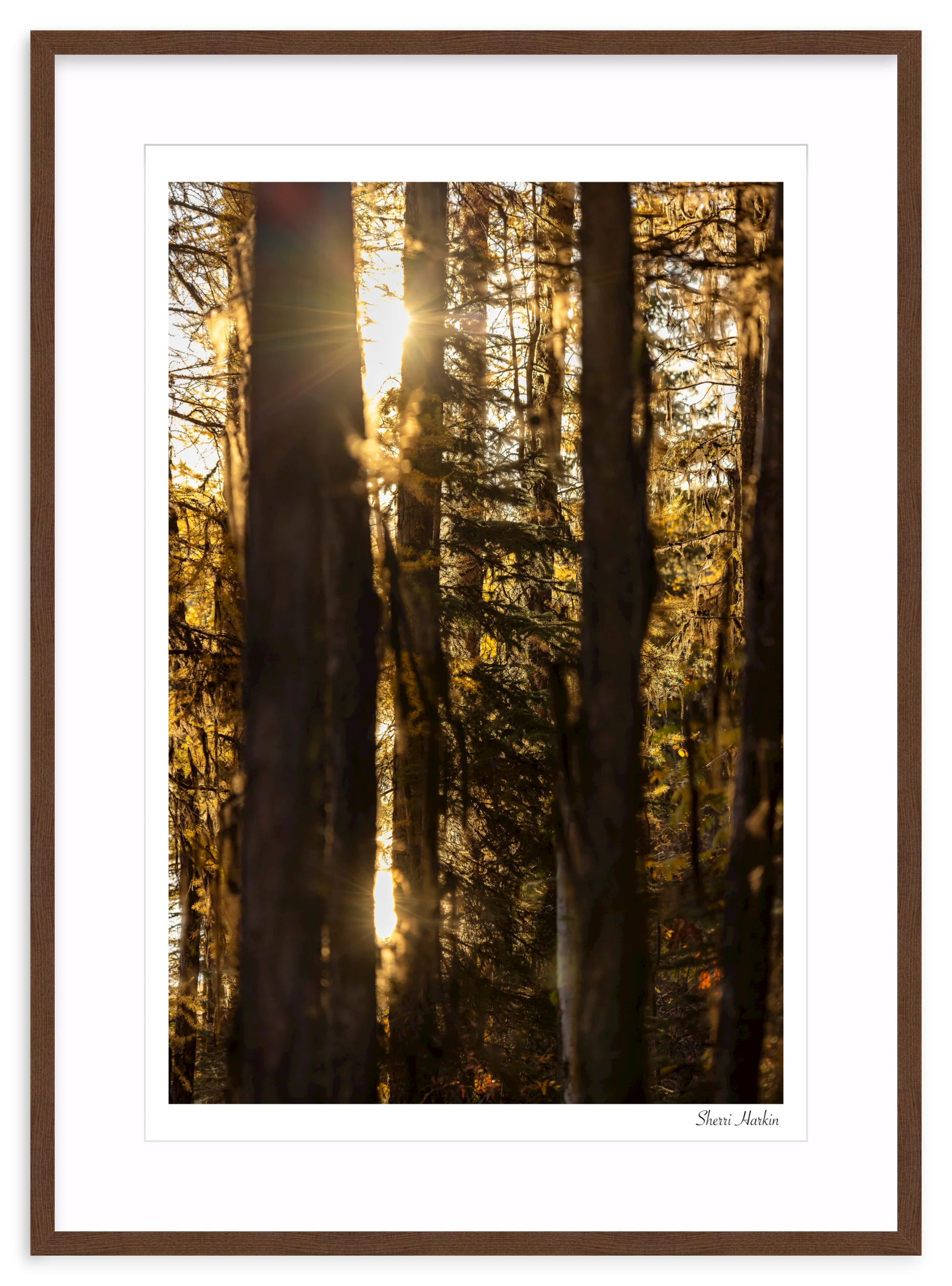 Mossy Tamarack Trees - Image 6