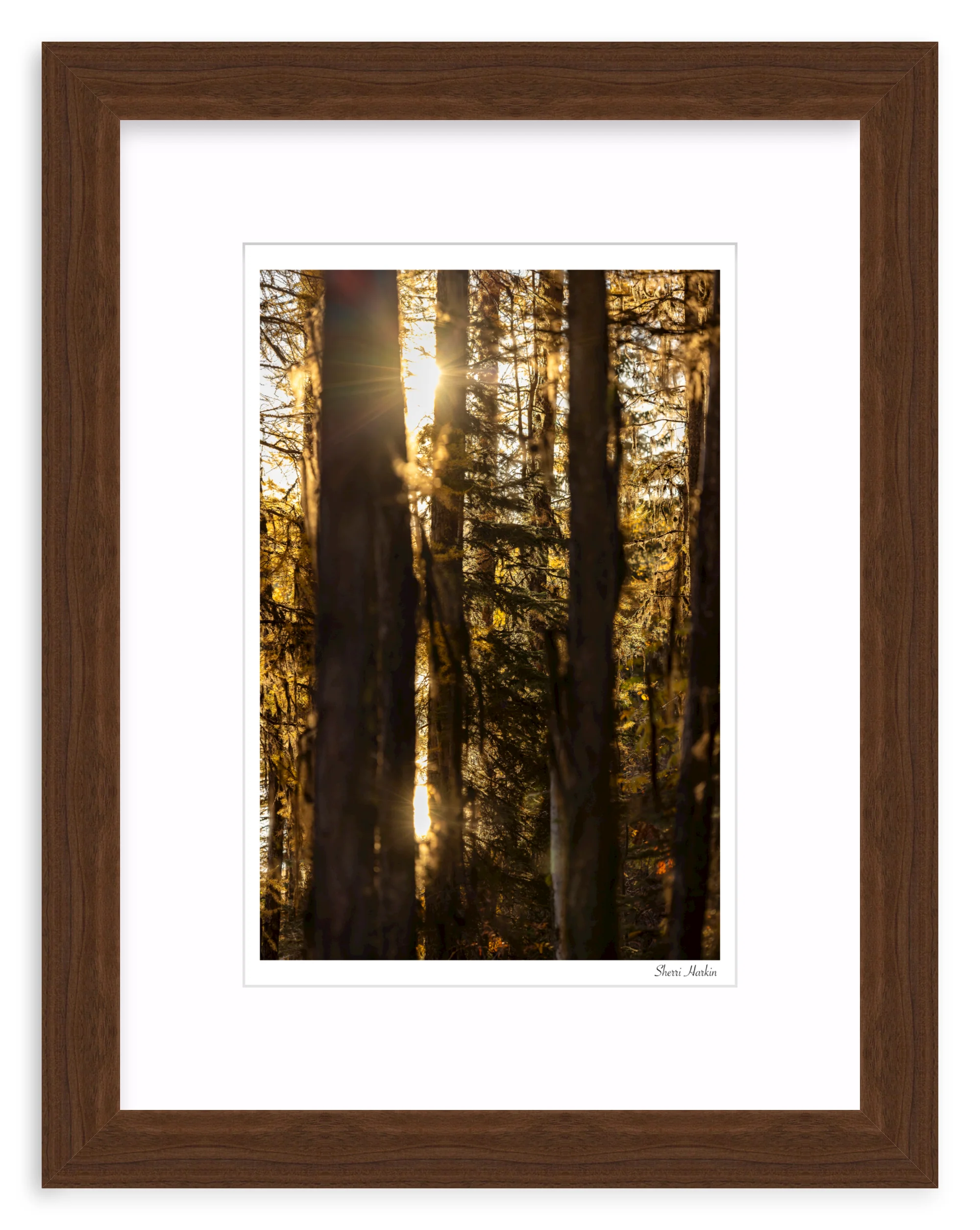 Mossy Tamarack Trees - Image 7