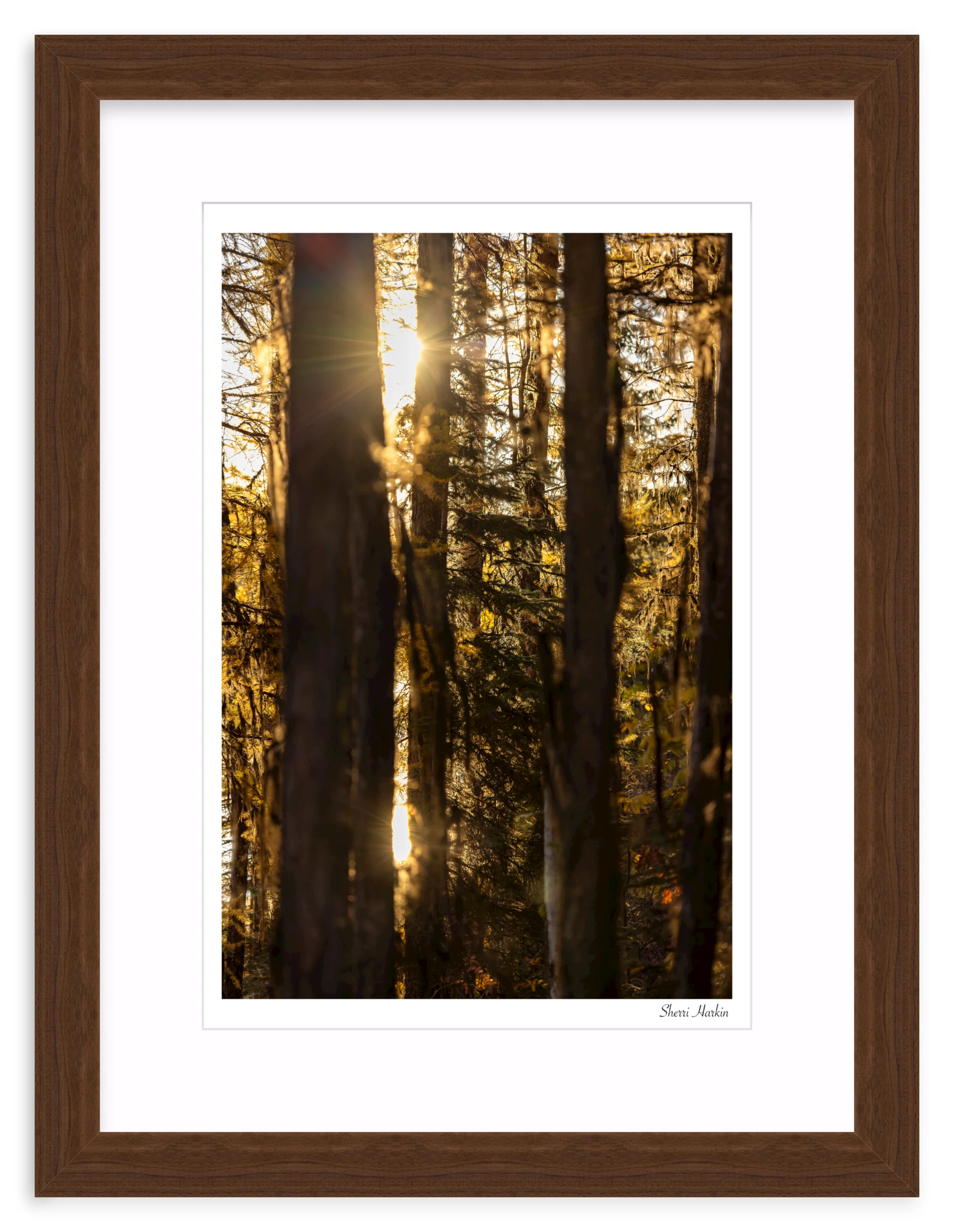 Mossy Tamarack Trees - Image 8