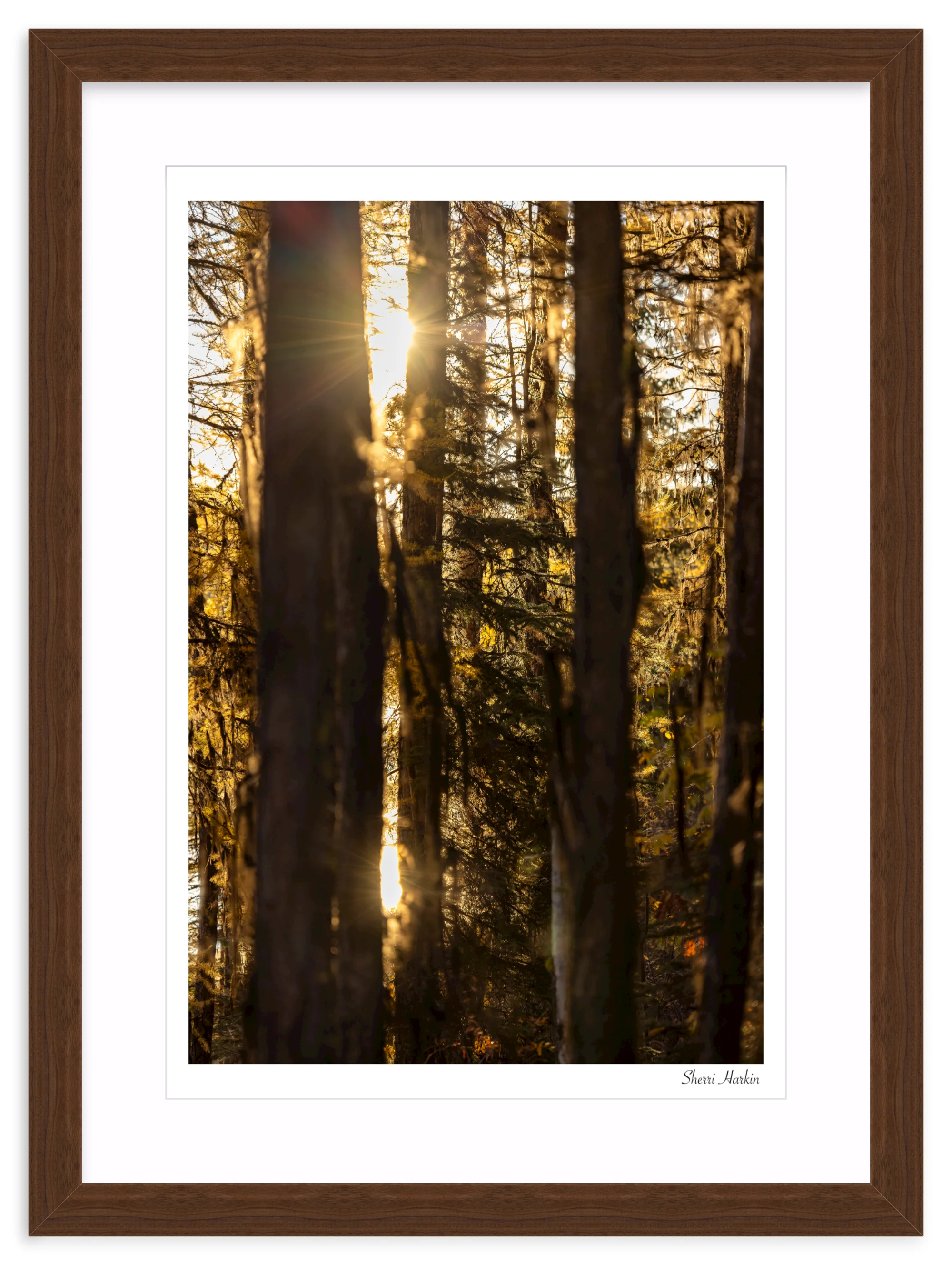 Mossy Tamarack Trees - Image 9
